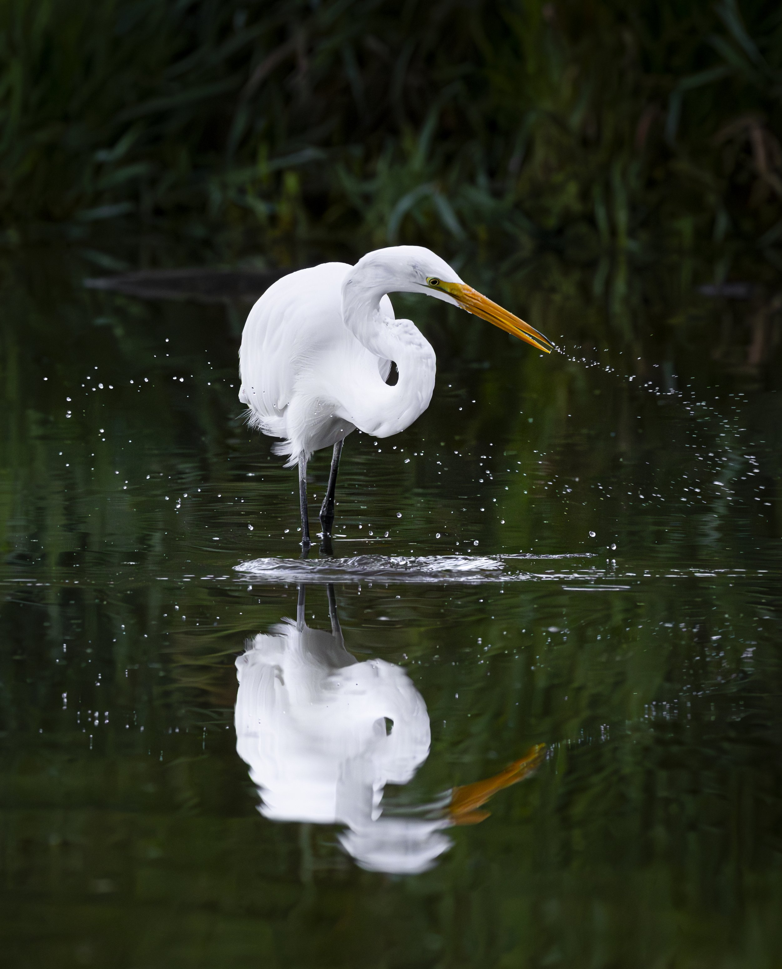 Website - Great Egret - Infinity Drops.jpg