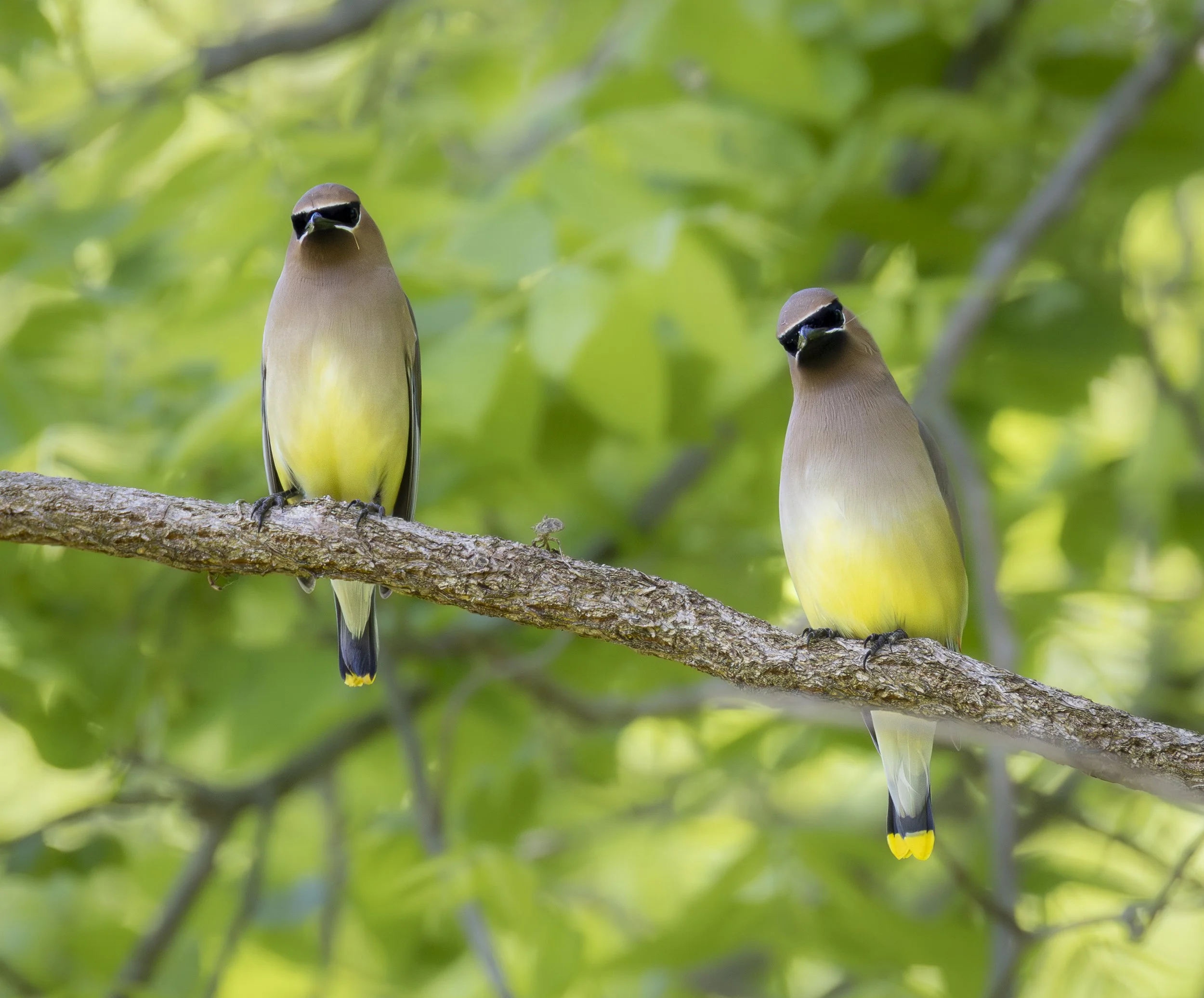 Website - Cedar Waxwings - Whatchu Lookin' At.jpg