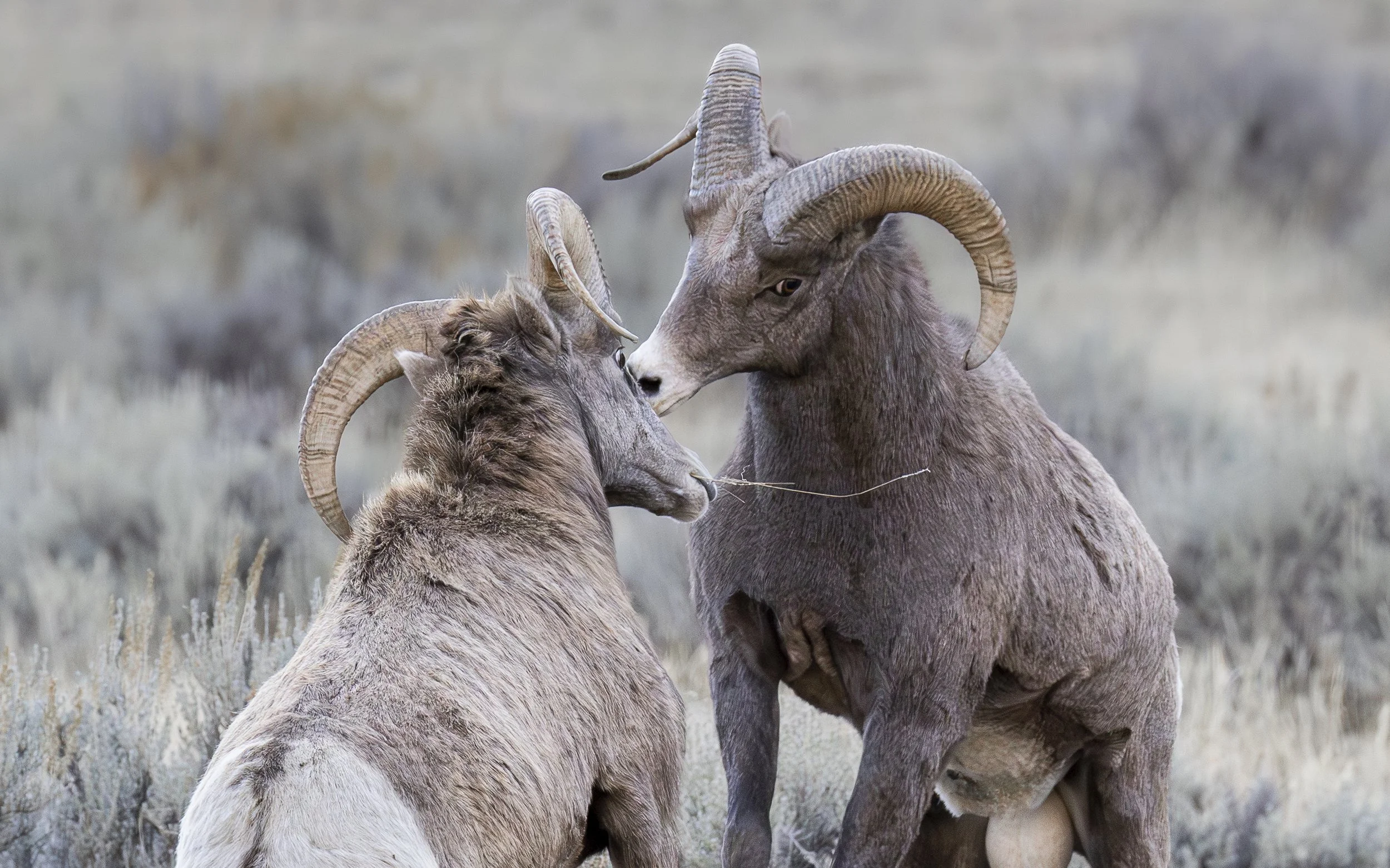 Website - Bighorn Sheep - Knocking Horns.jpg