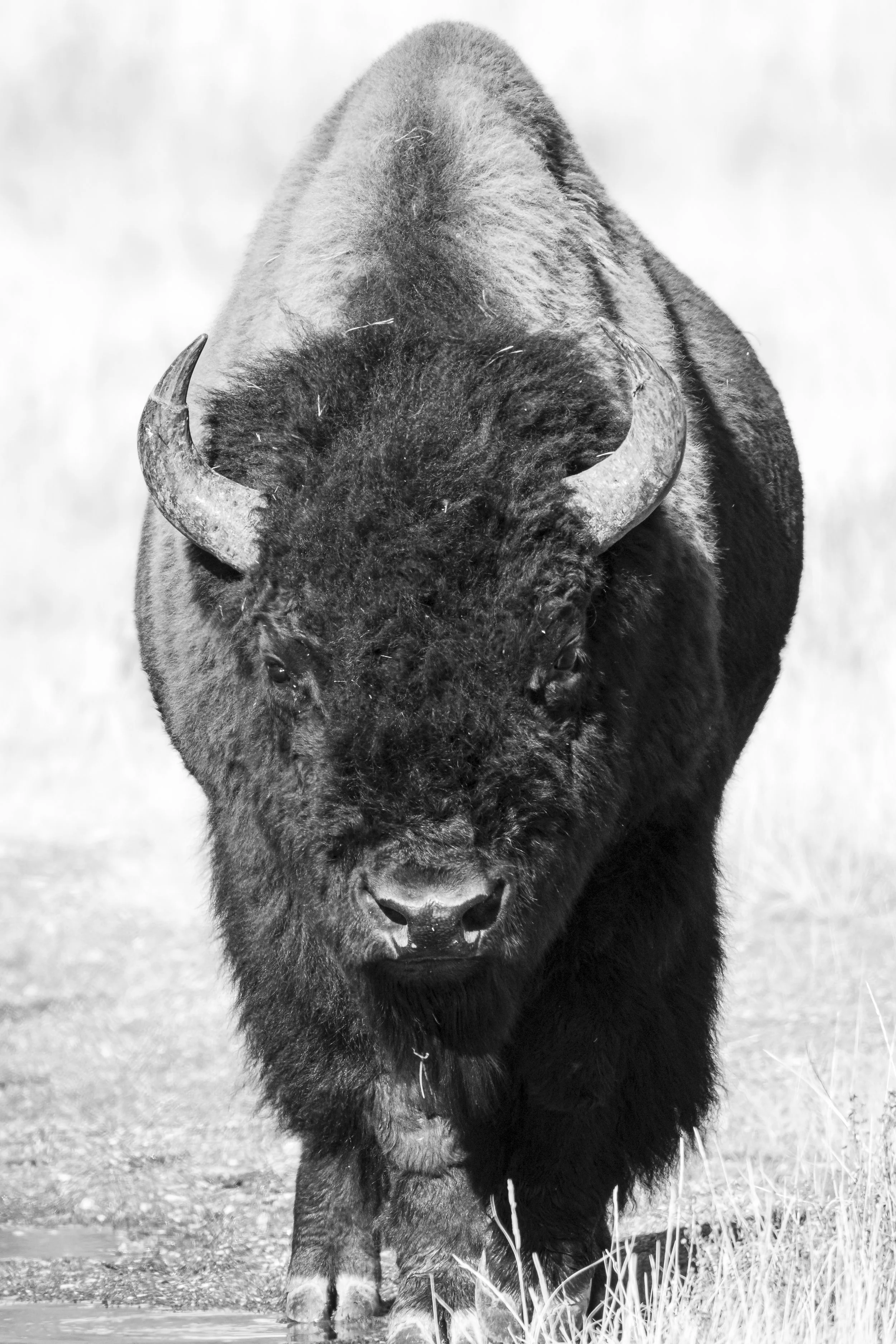 Website - Bison of Yellowstone.jpg
