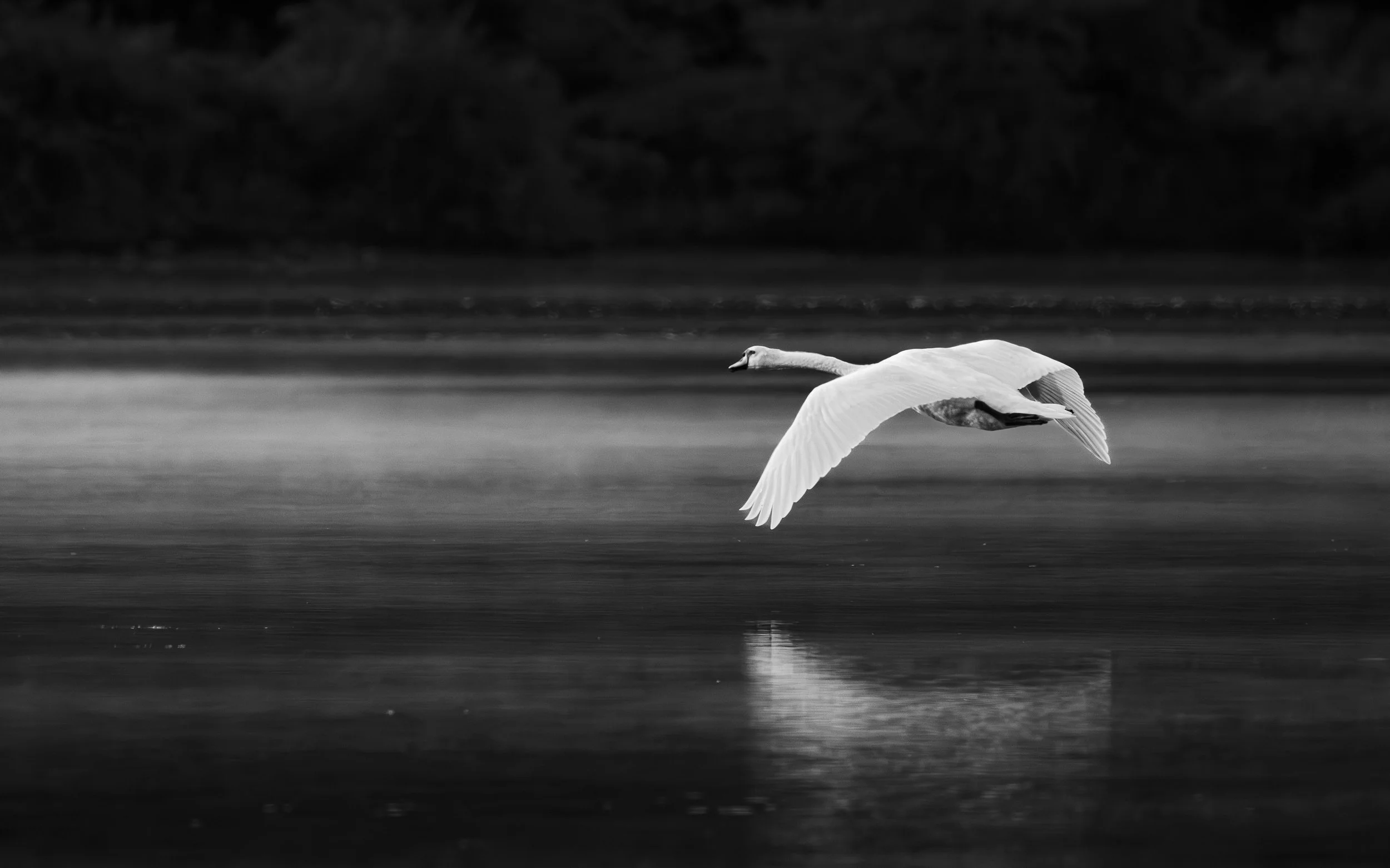 Website - Swan - Towards the Light.jpg