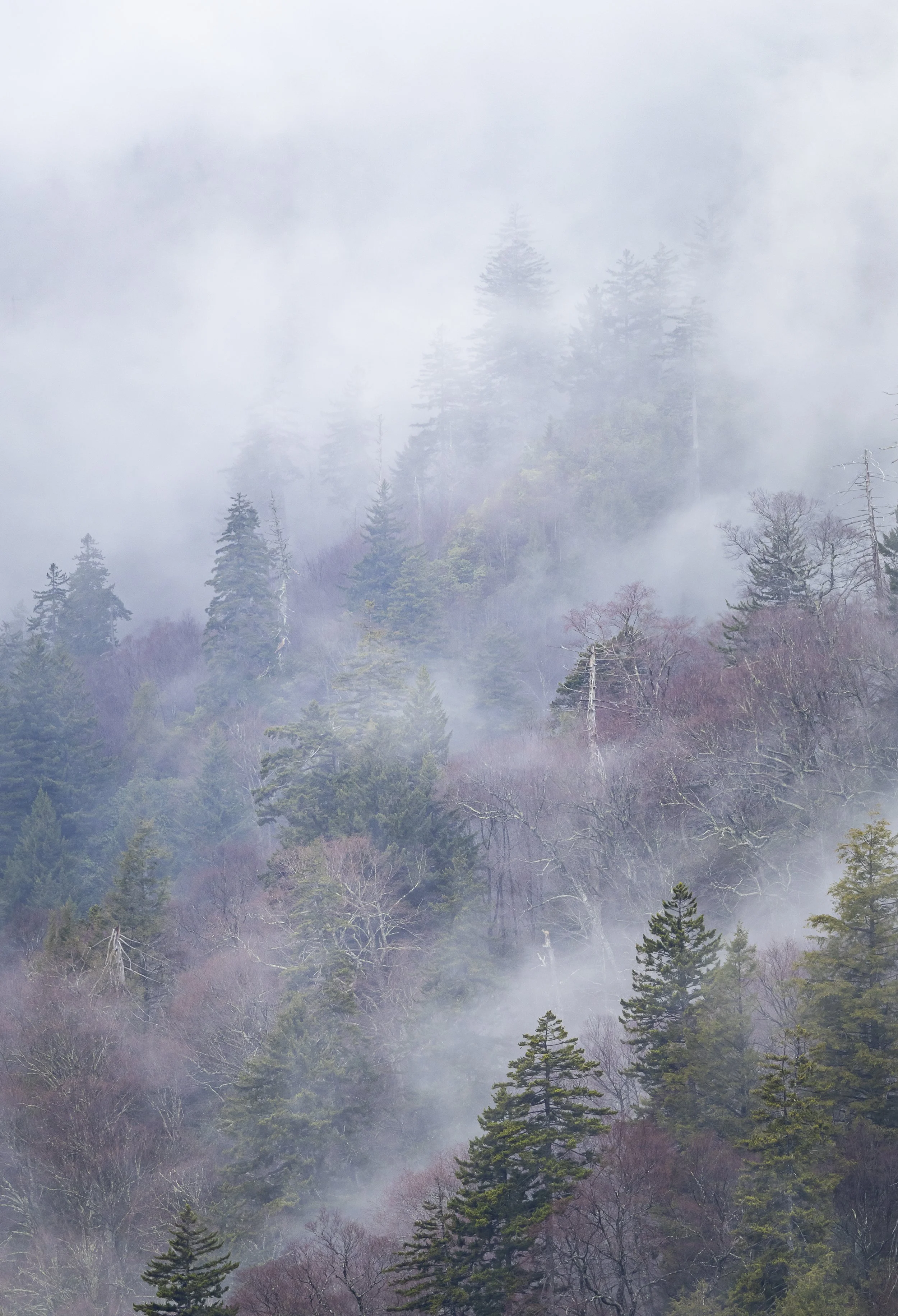 Website - Landscape - Morning Fog.jpg