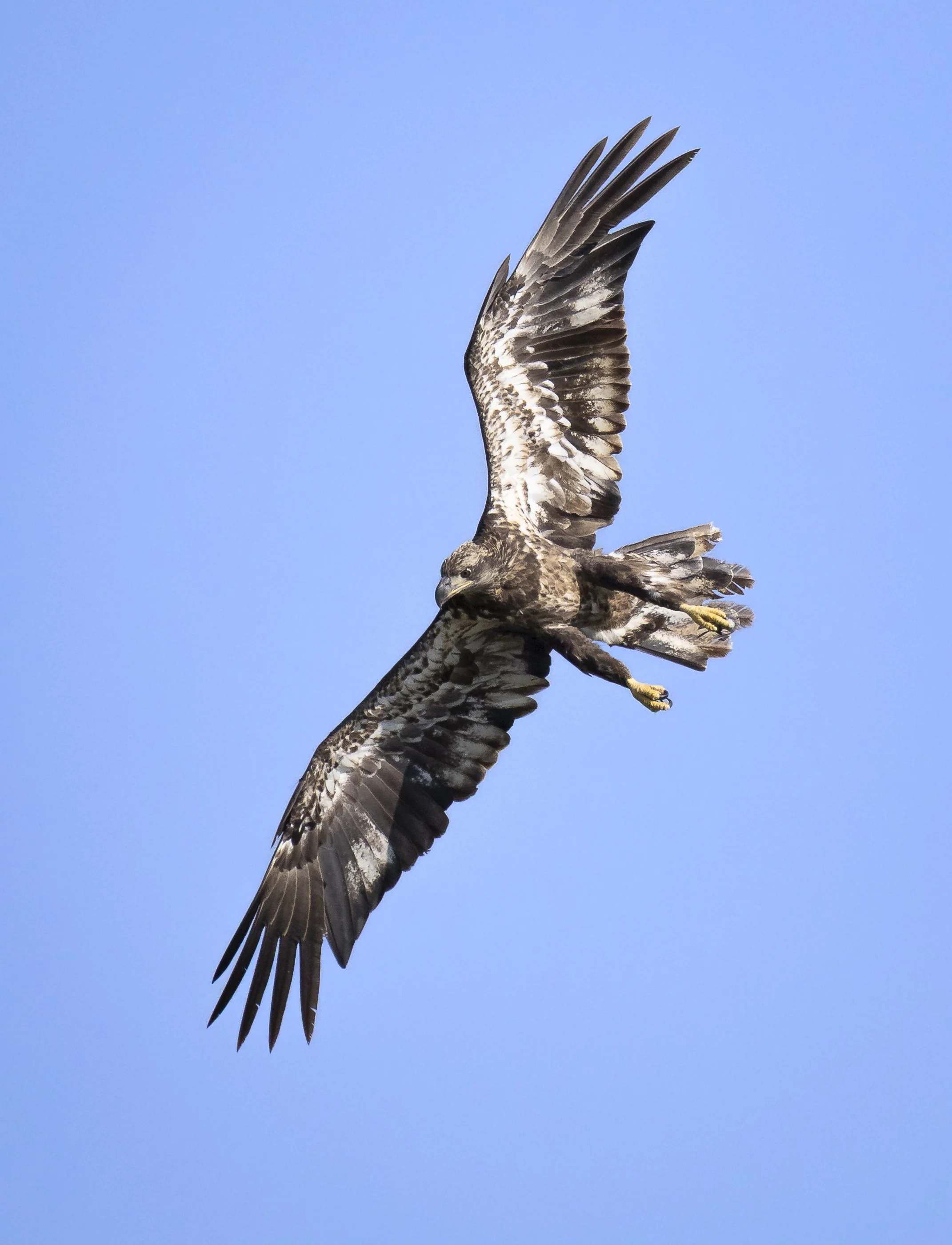Website - Bald Eagle - Learning to Hunt.jpg