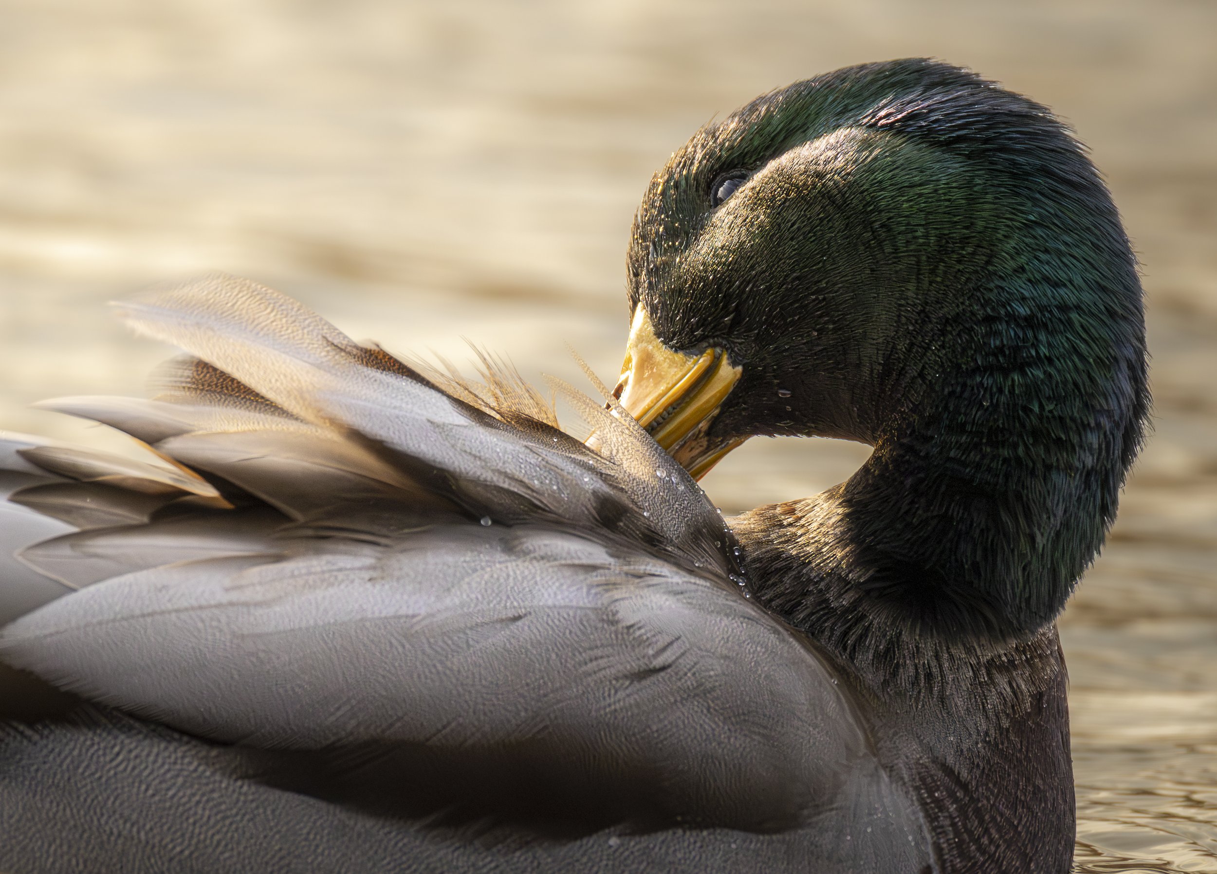 Website - Mallard - Preening Into the Sun.jpg