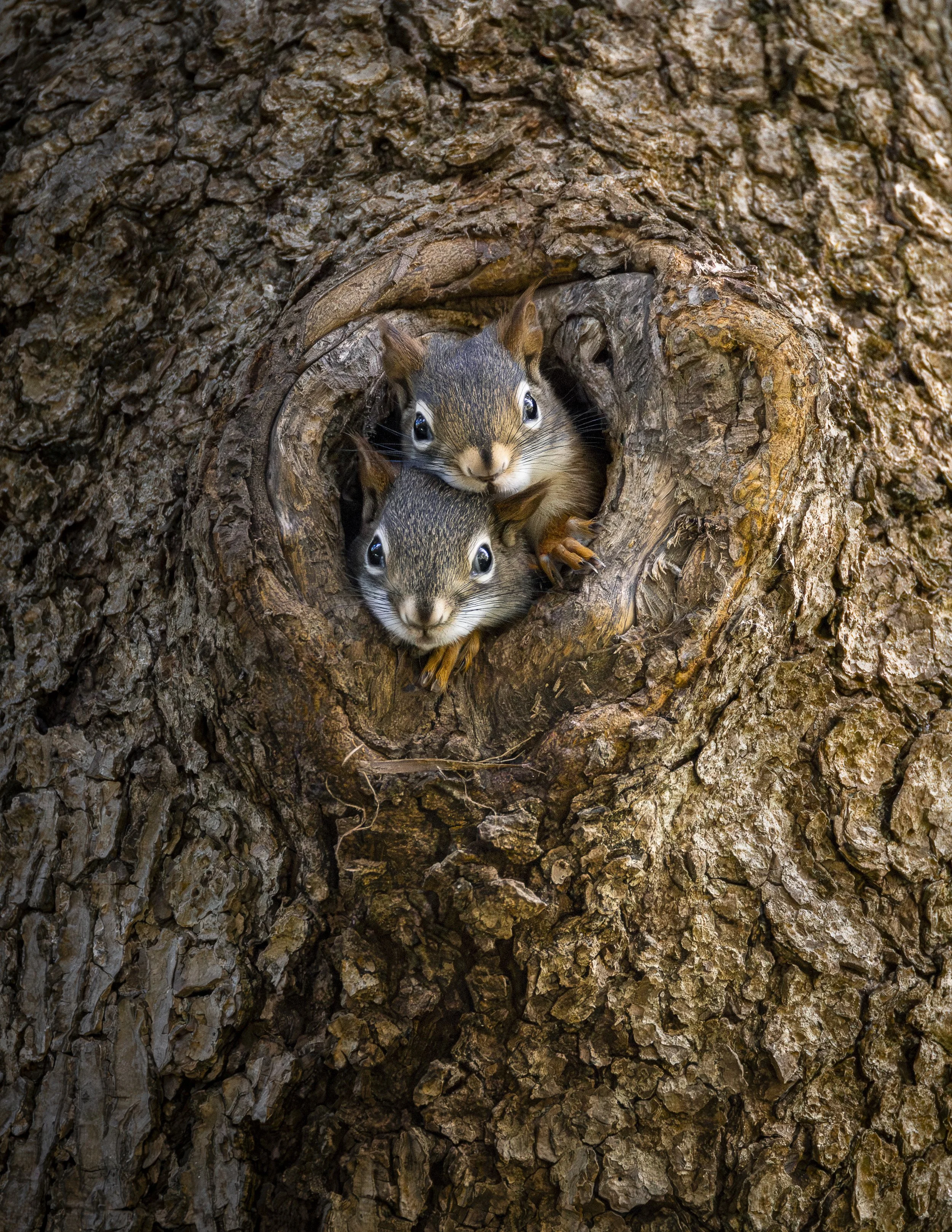Website - American Red Squirrels.jpg
