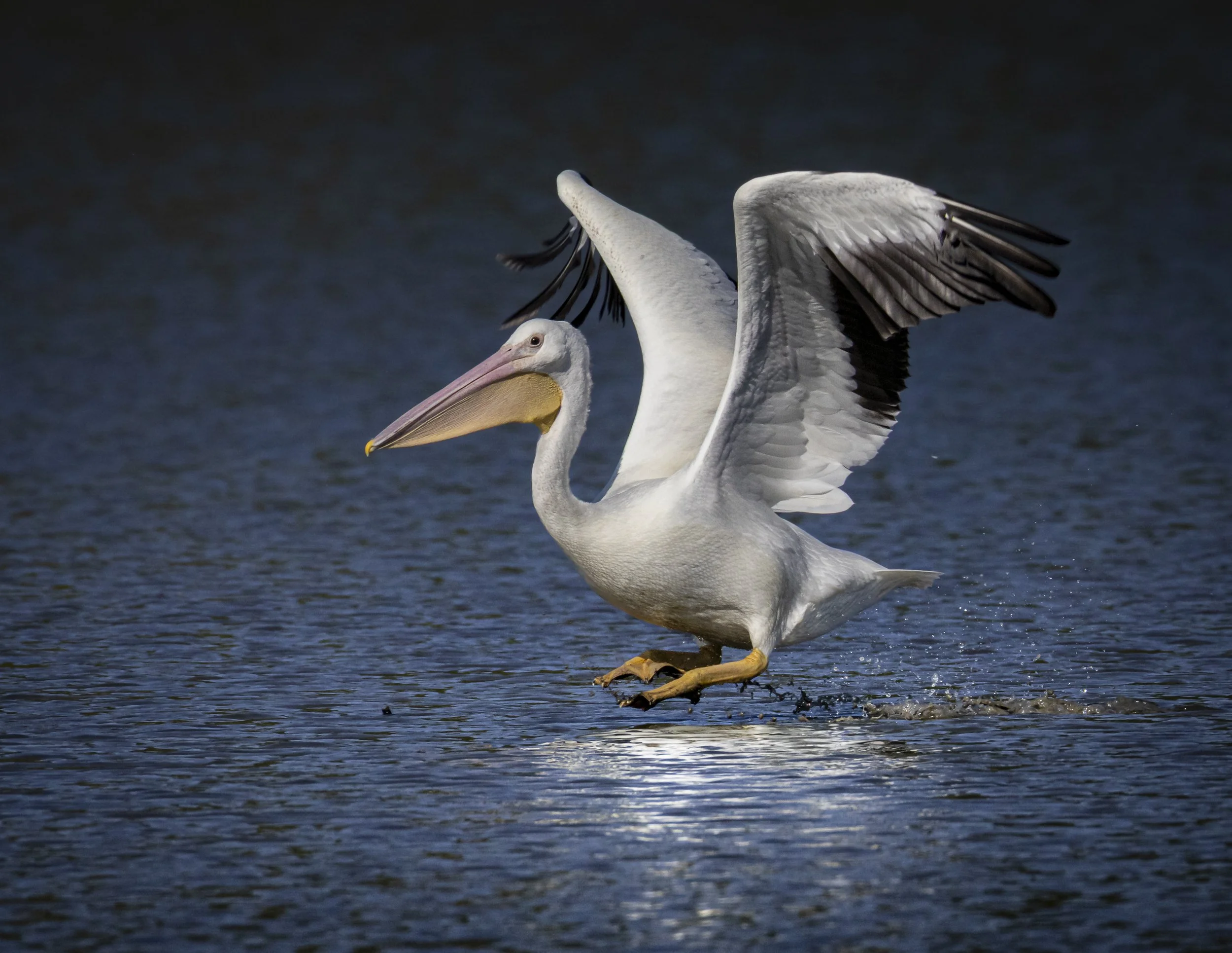 Website - American White Pelican - Pelican Takeoff.jpg