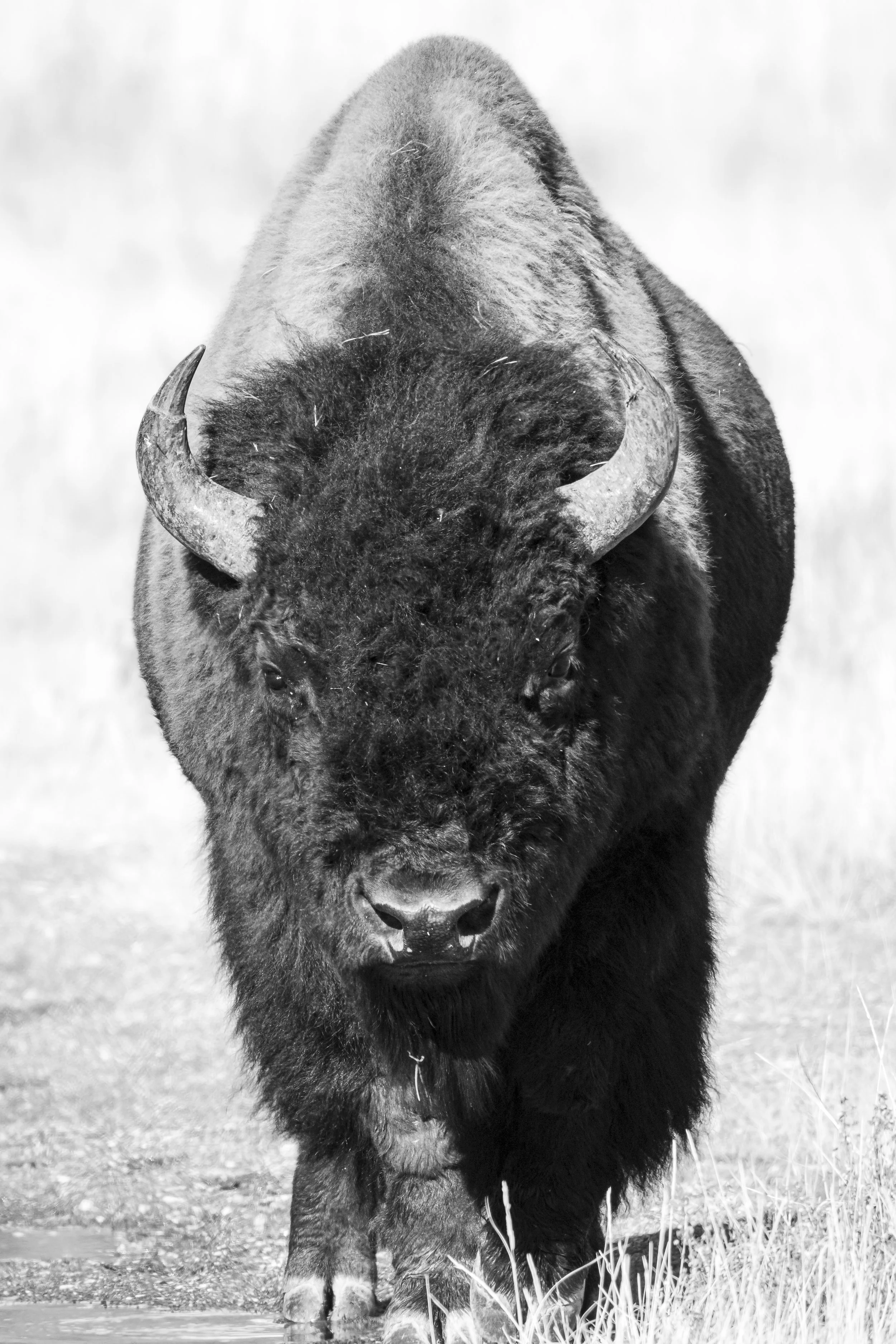 Website - Bison of Yellowstone.jpg
