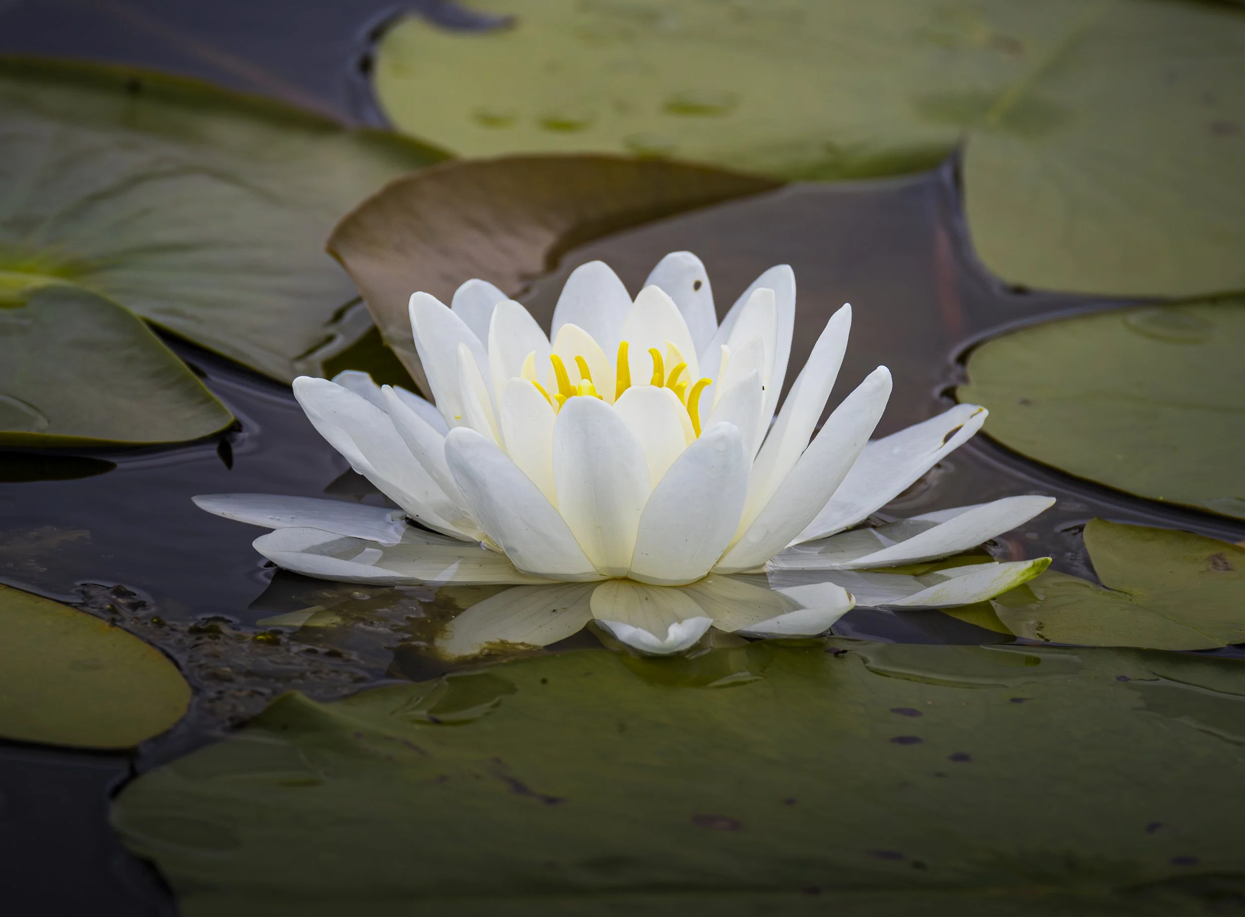 Website - Landscape - Water Lily.jpg