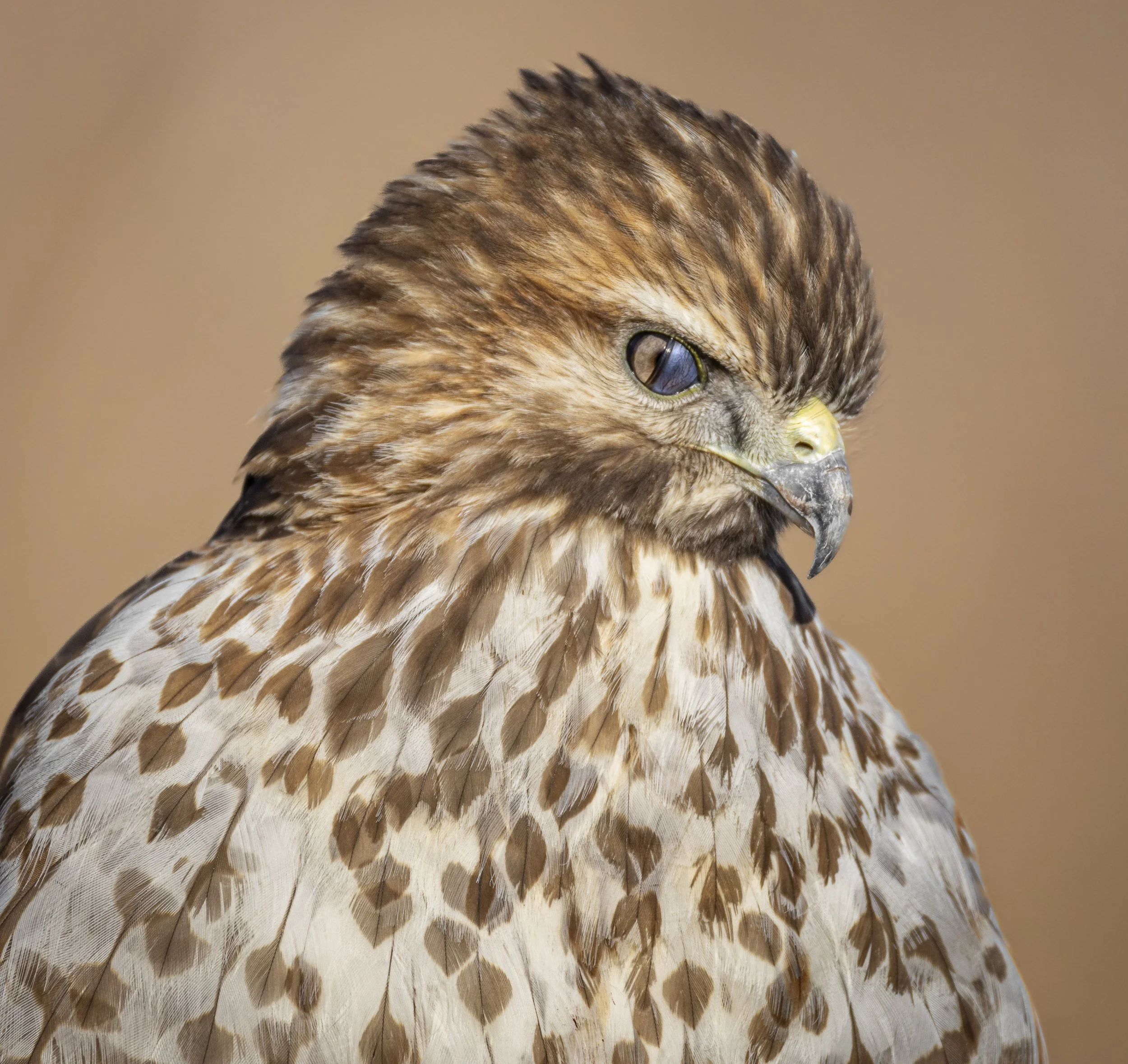 Website - Red-Tailed Hawk - A Close Encounter.jpg