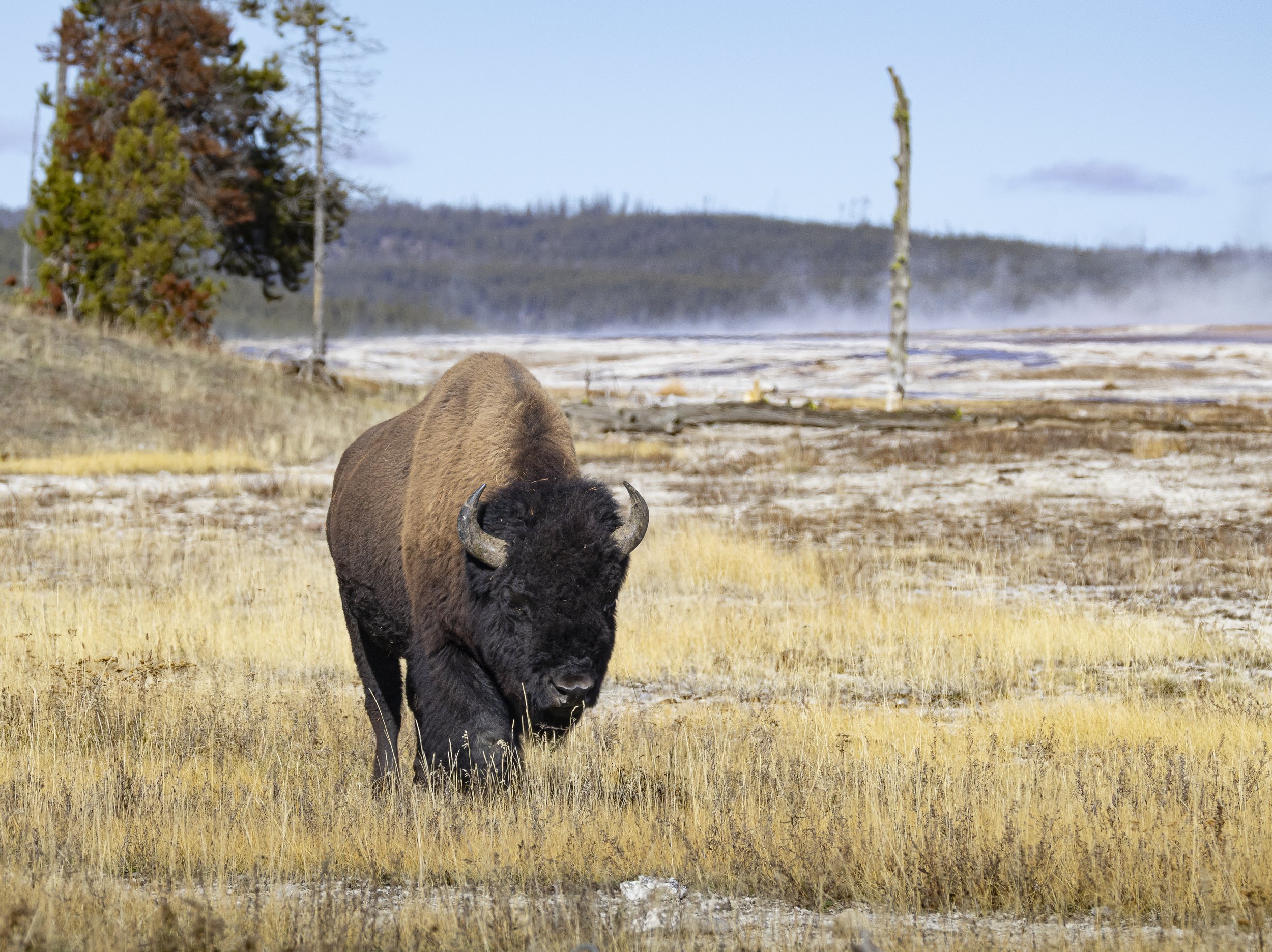 Website - Bison - Yellowstone Magic.jpg