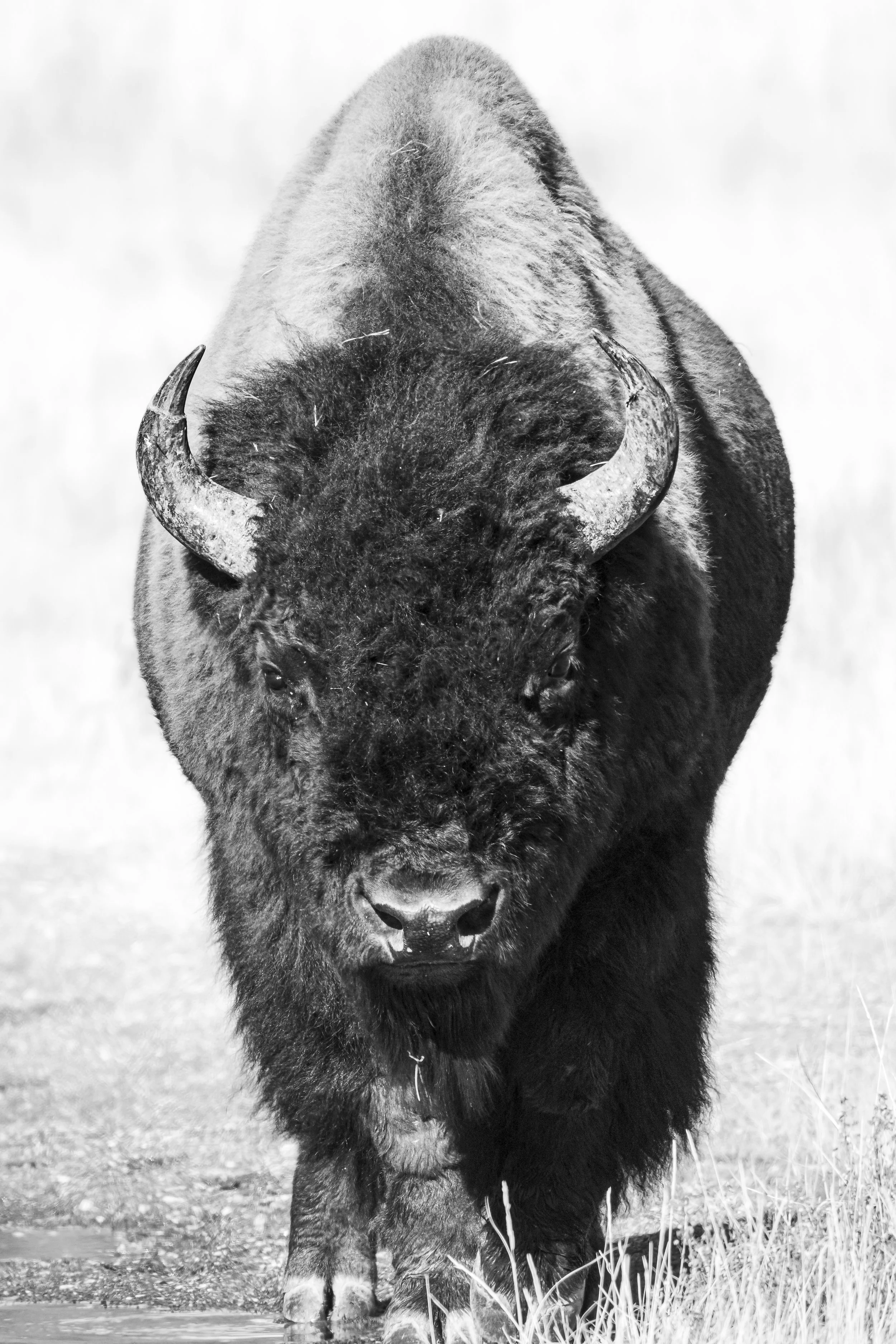 Website - Bison of Yellowstone-1.jpg