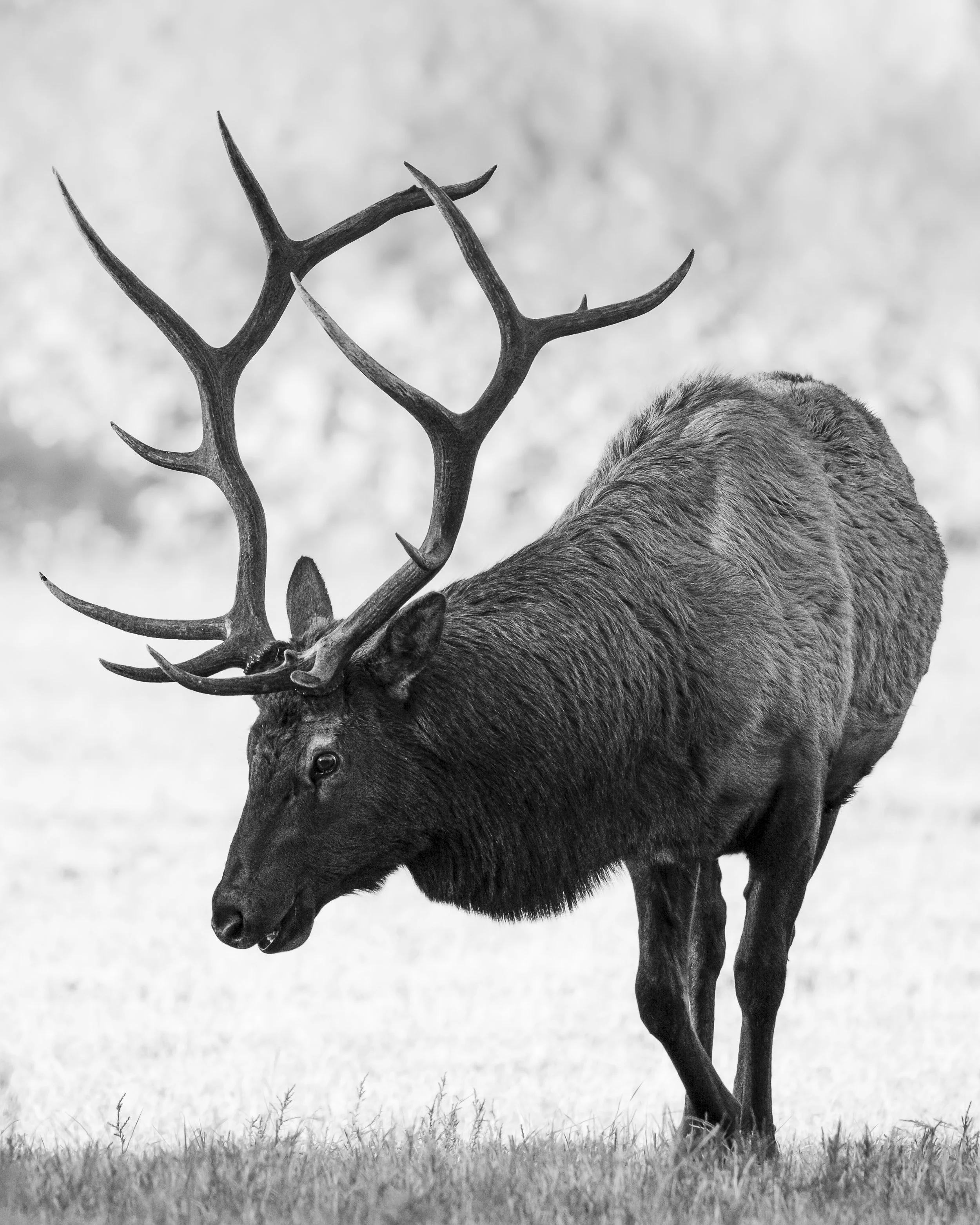 Website - Bull Elk.jpg