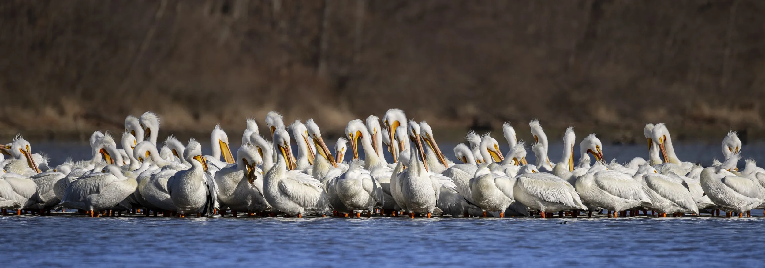 American White Pelicans - The Awkening.jpg