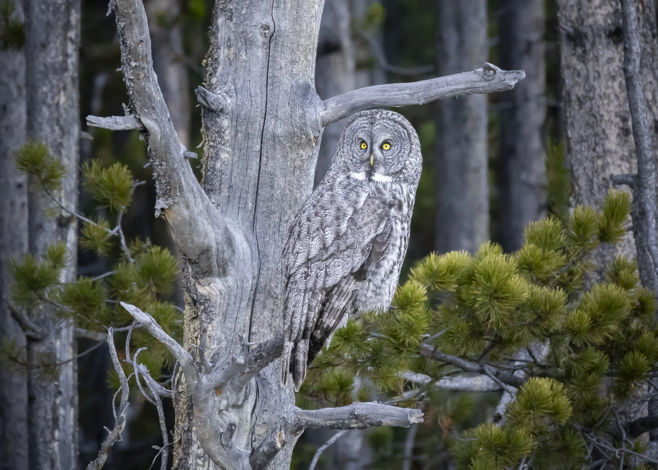 Website - Great Grey Owl.jpg