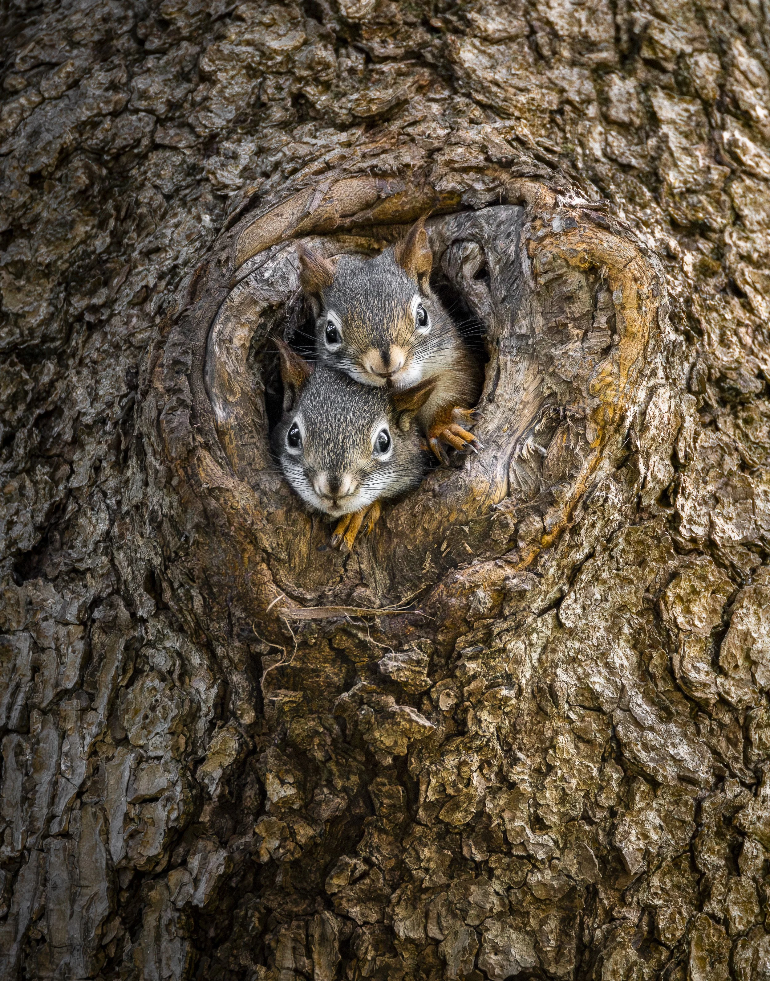 Website - American Red Squirrels.jpg