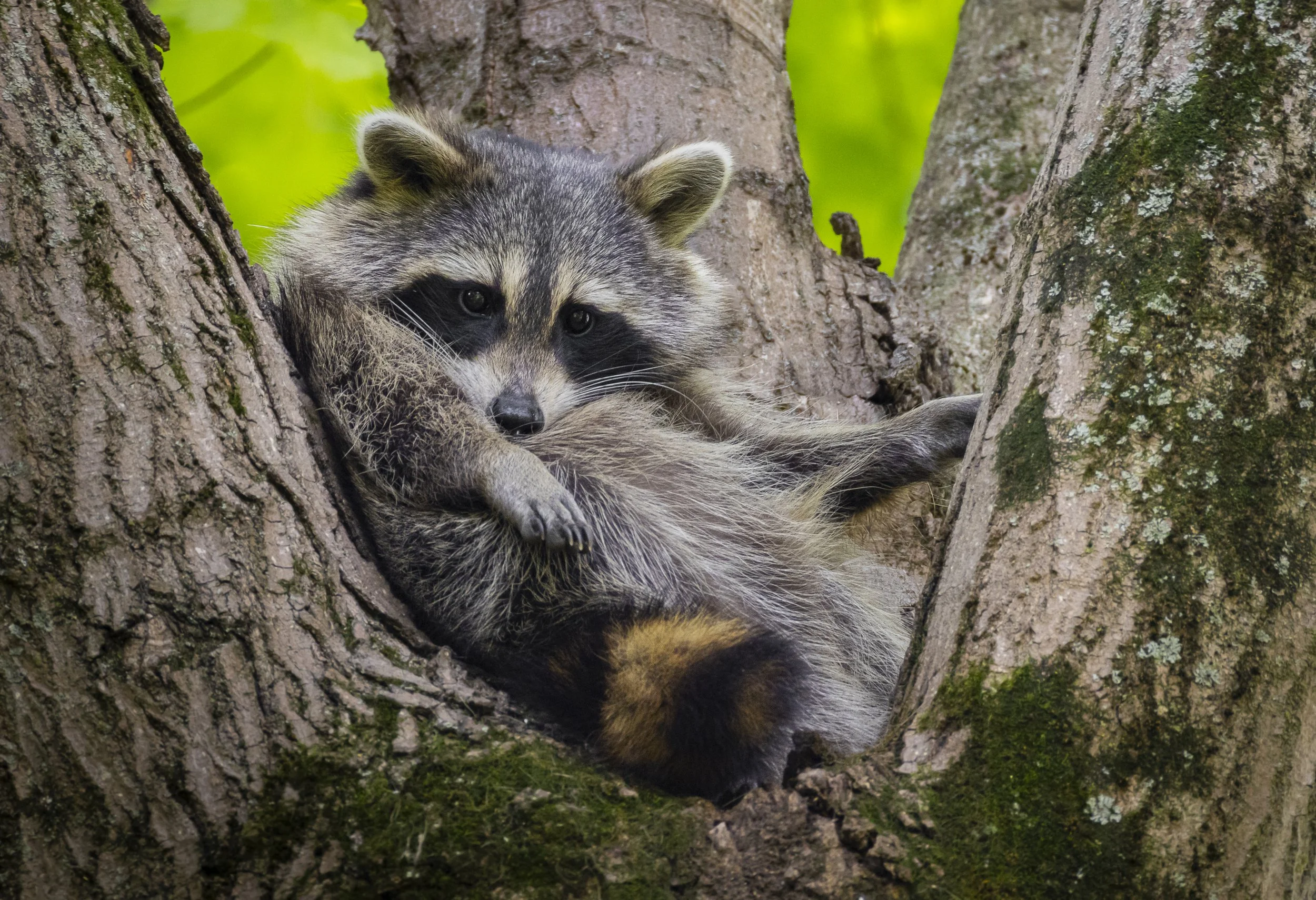 Website - Raccoon - Raccoon Hammock.jpg