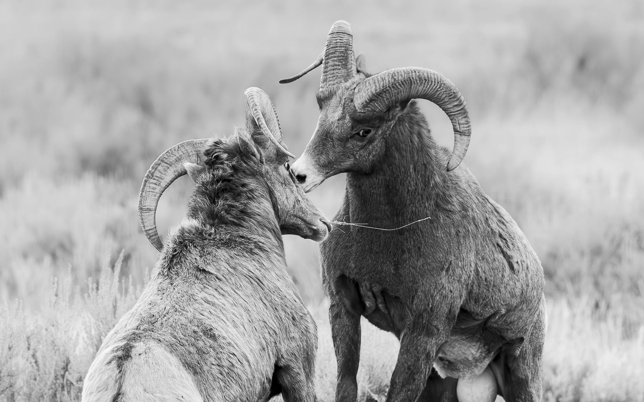 Website - Bighorn Sheep B&W.jpg