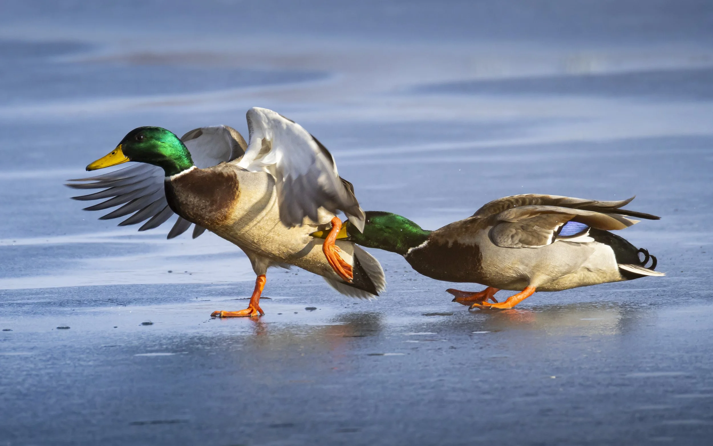 Website - Mallards - Fleeing the Scene.jpg