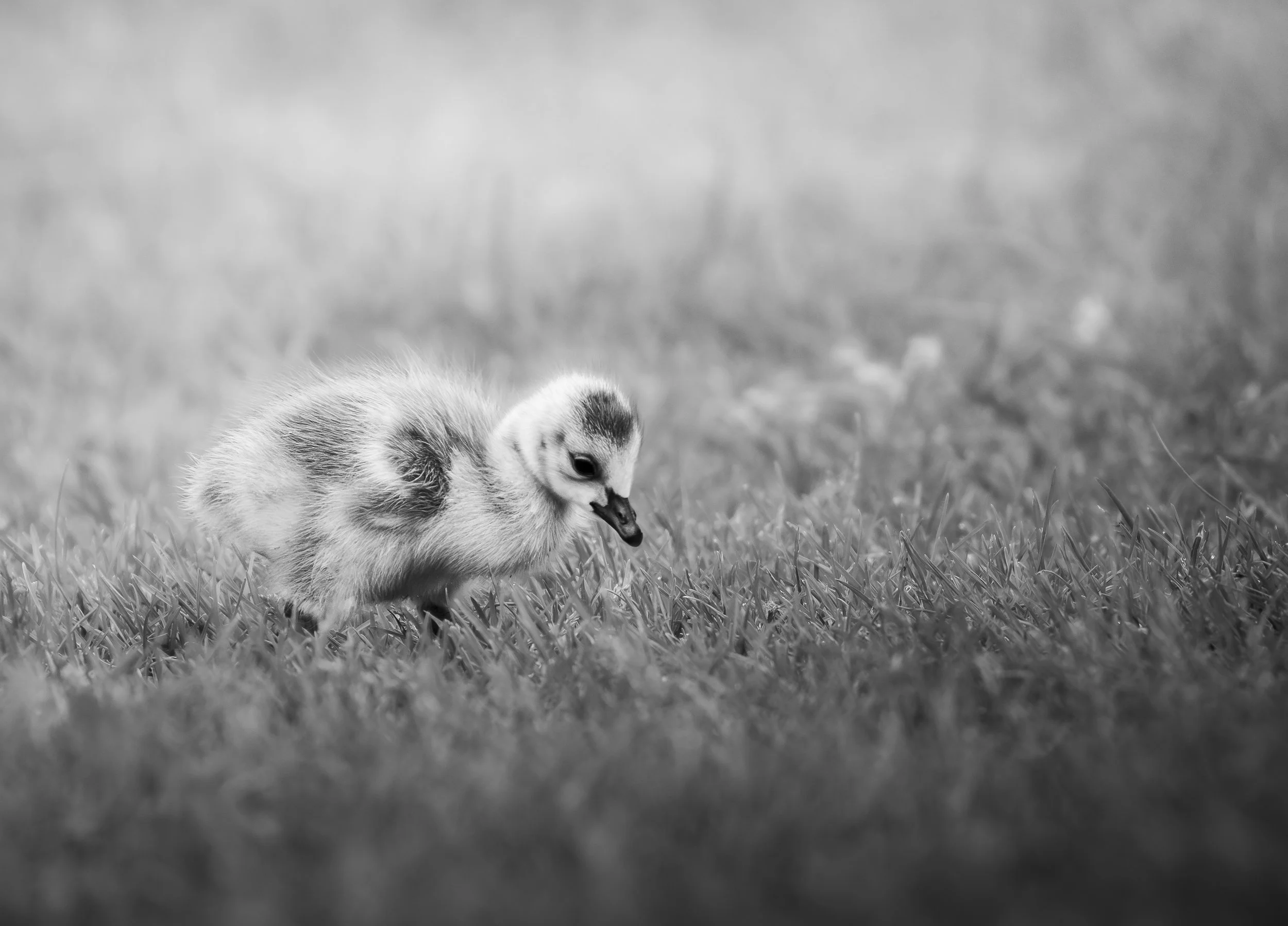 Website - Geese - Gosling Wonder.jpg
