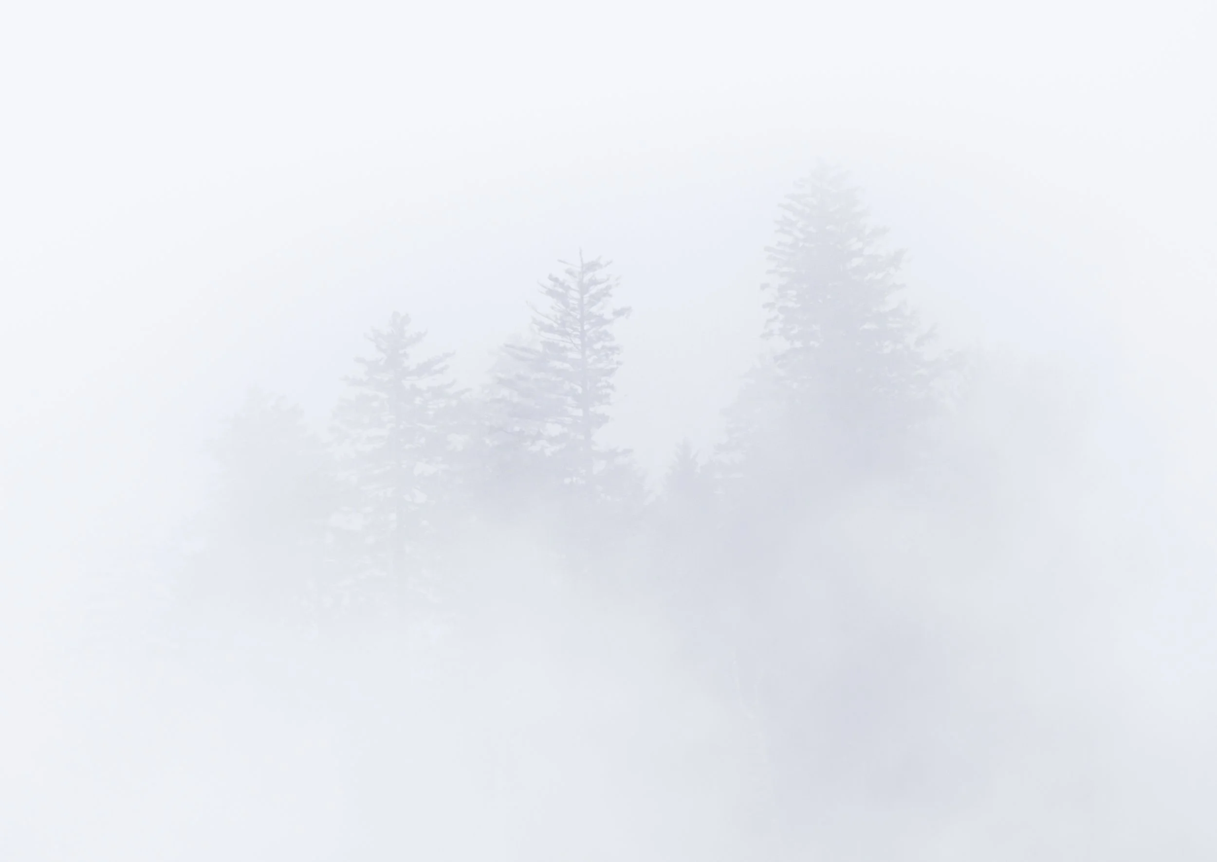 Website - Landscape - Glimmer of Life.jpg