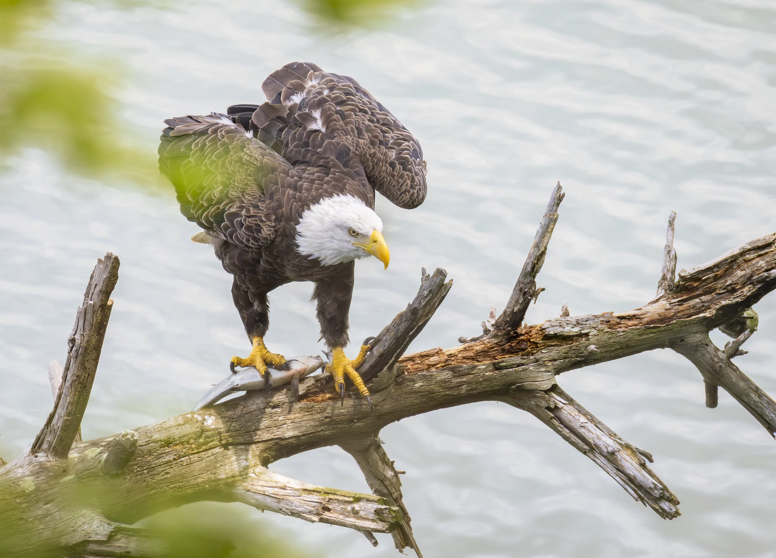 Website - Bald Eagle - Dinner for One.jpg