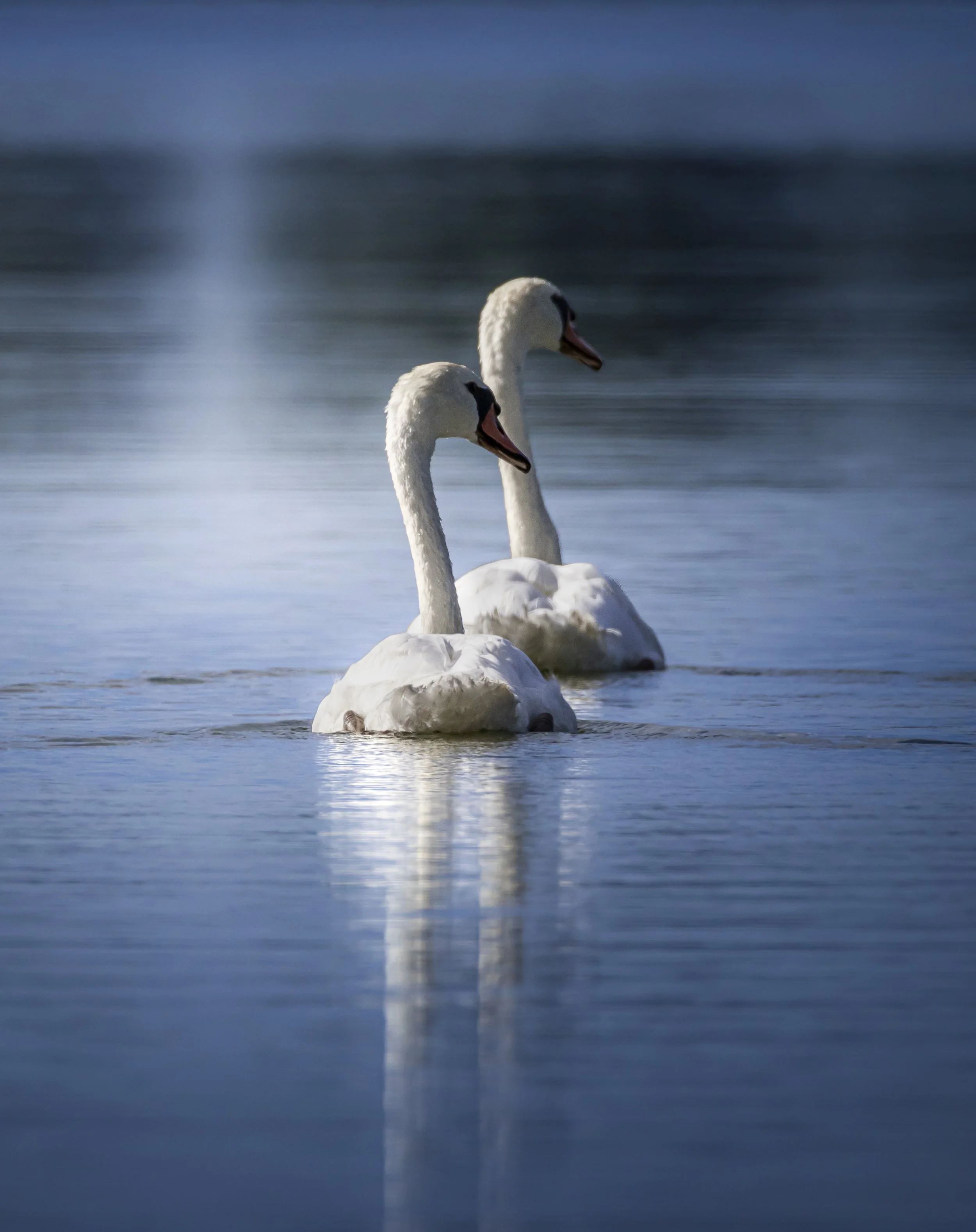 Website - Swans - Synchronized Swimming.jpg