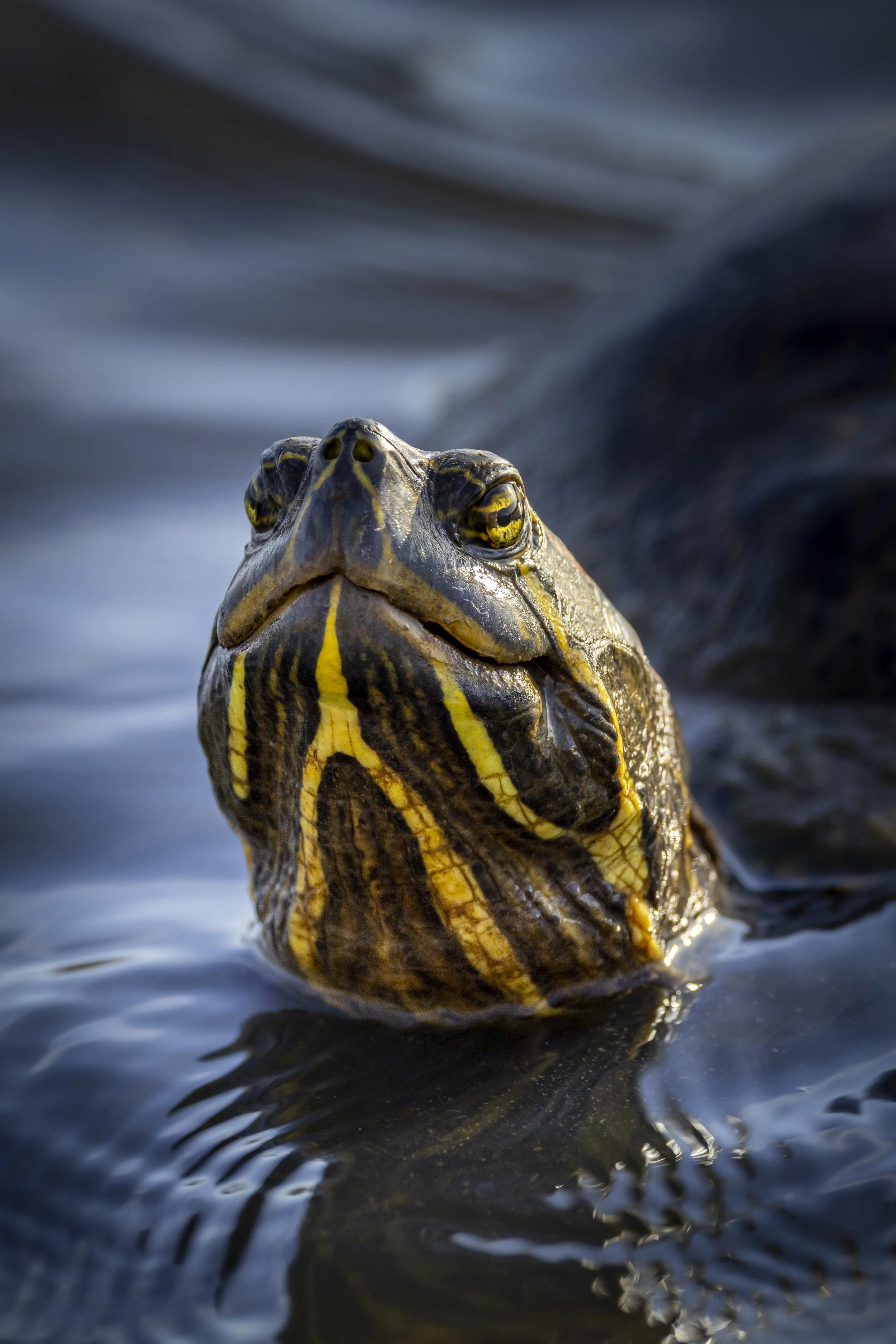 Website - Painted Turtle.jpg