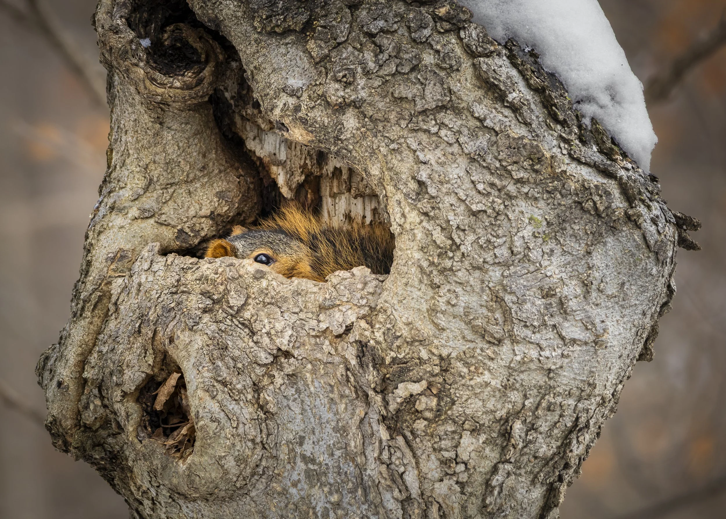 Website - Squirrel - Winter Hideout.jpg