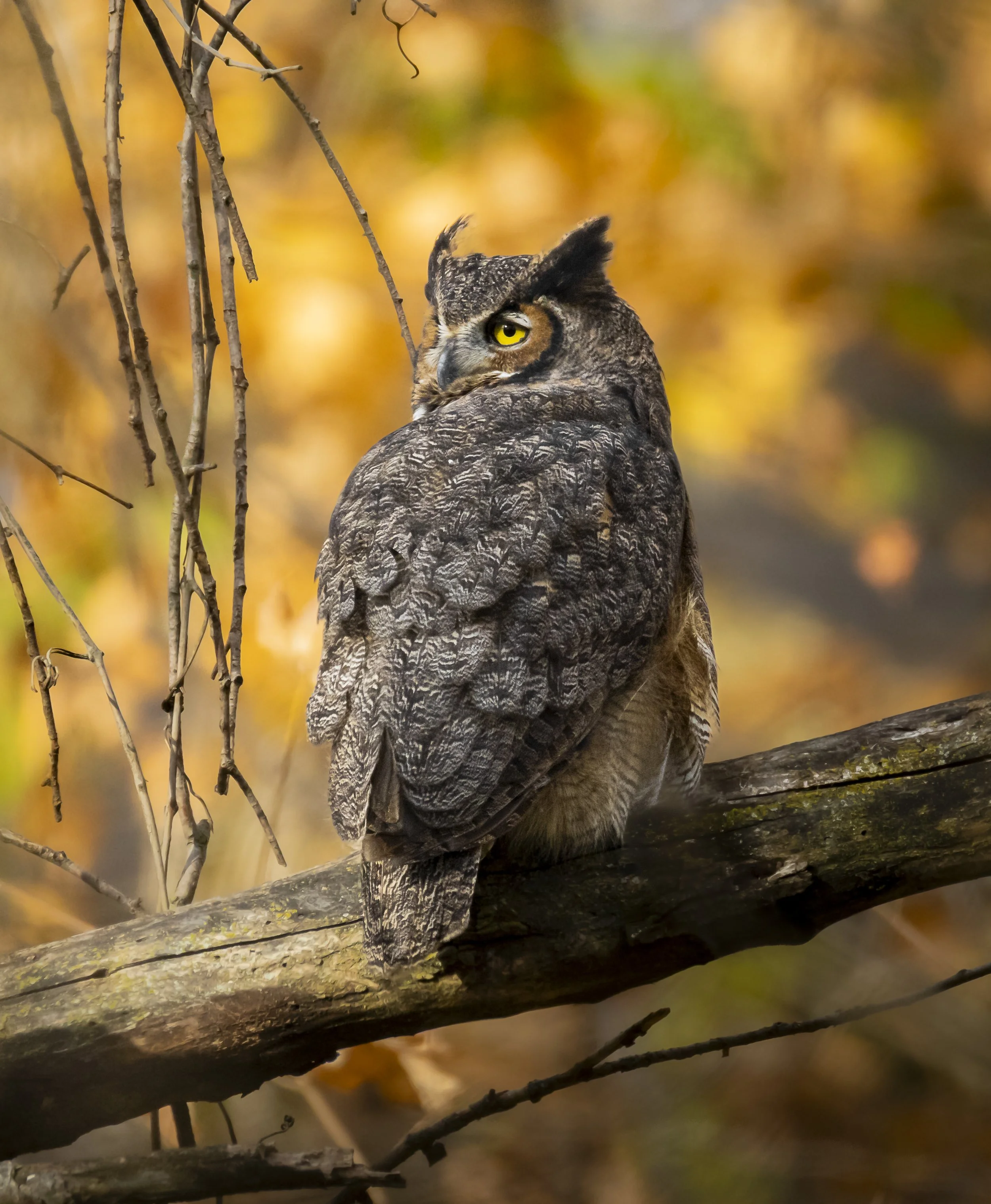 Website - Great Horned Owl.jpg