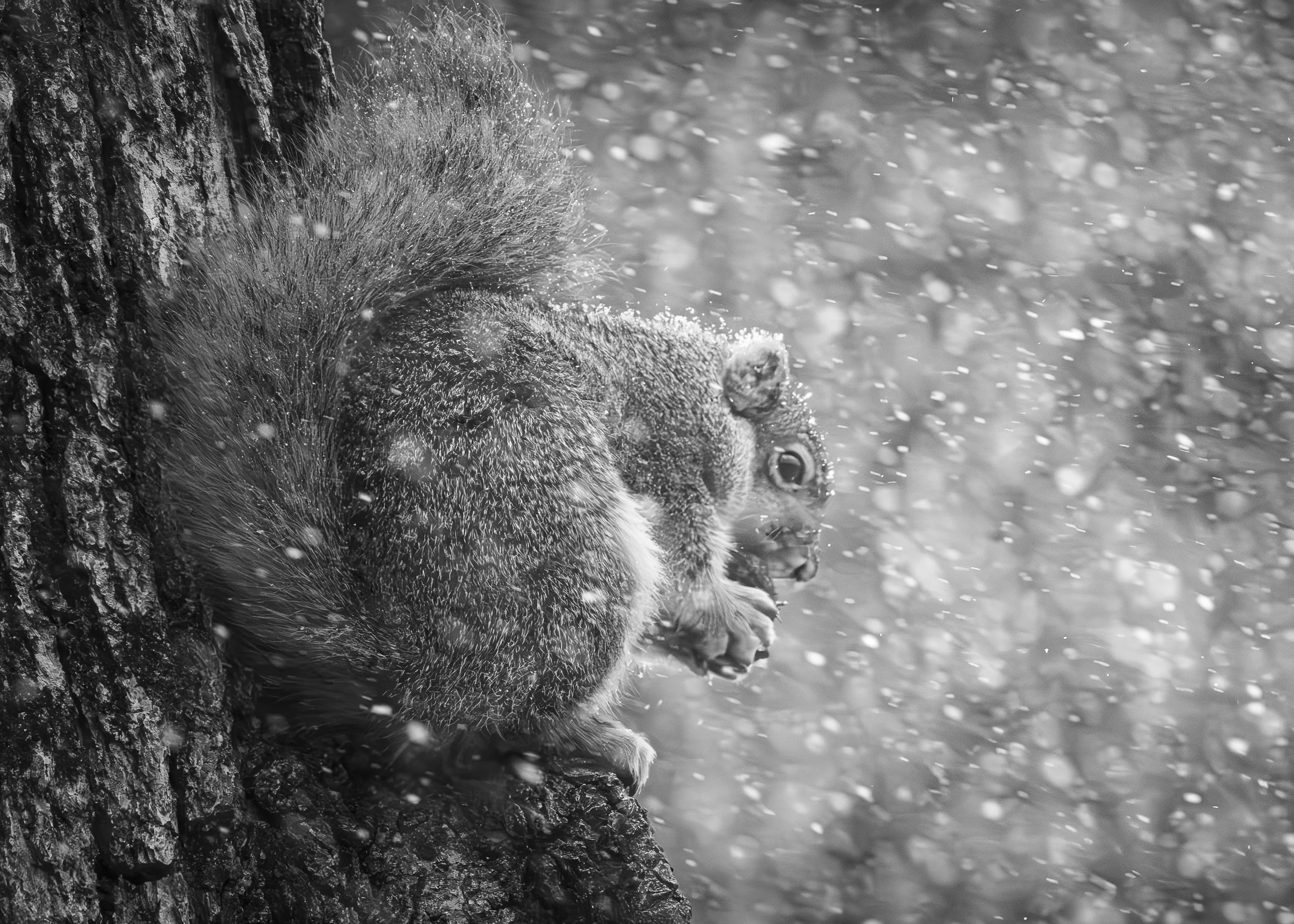 Website - Squirrel - A Frozen Treat.jpg