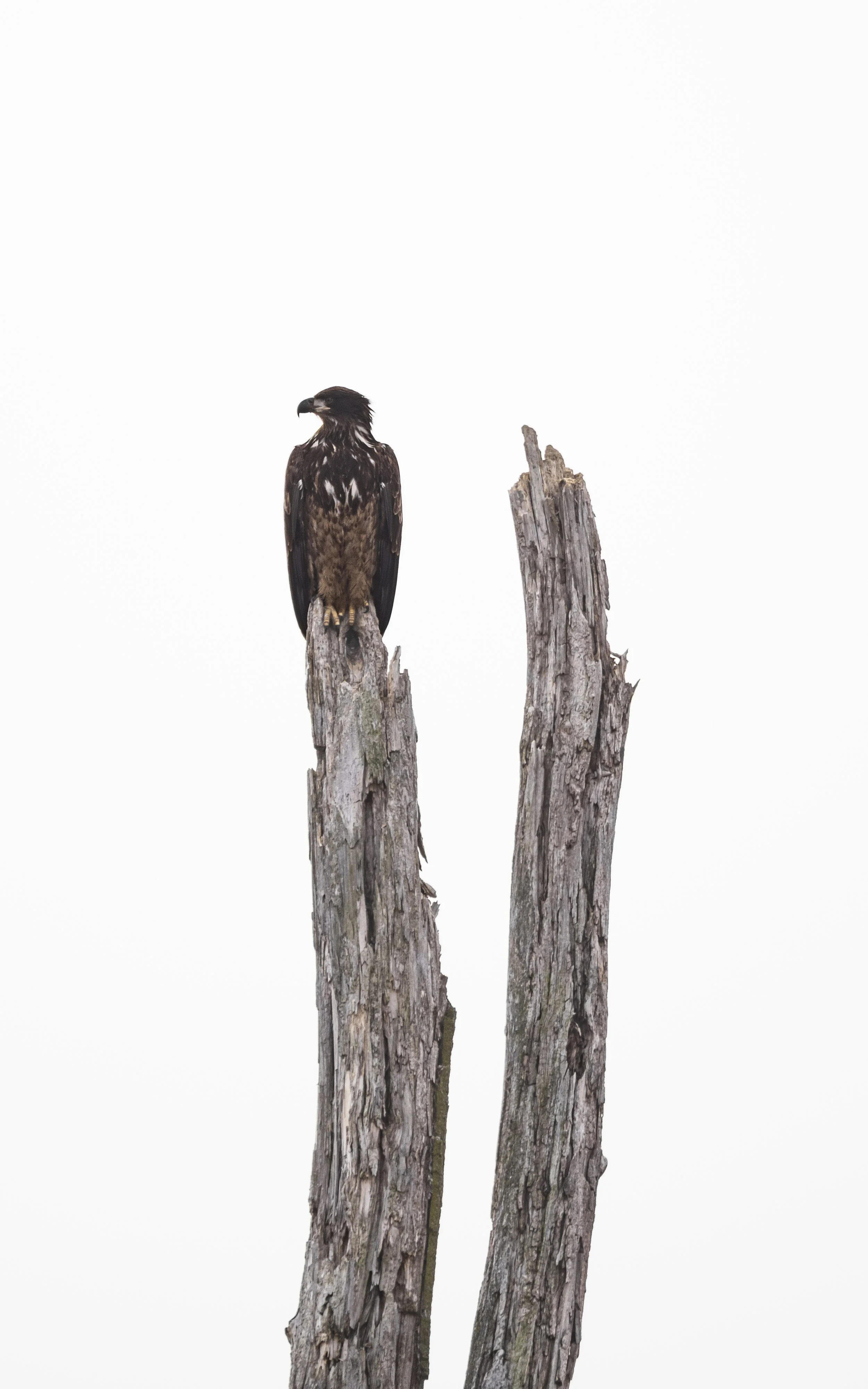 Website - Bald Eagle - One Spot Taken.jpg