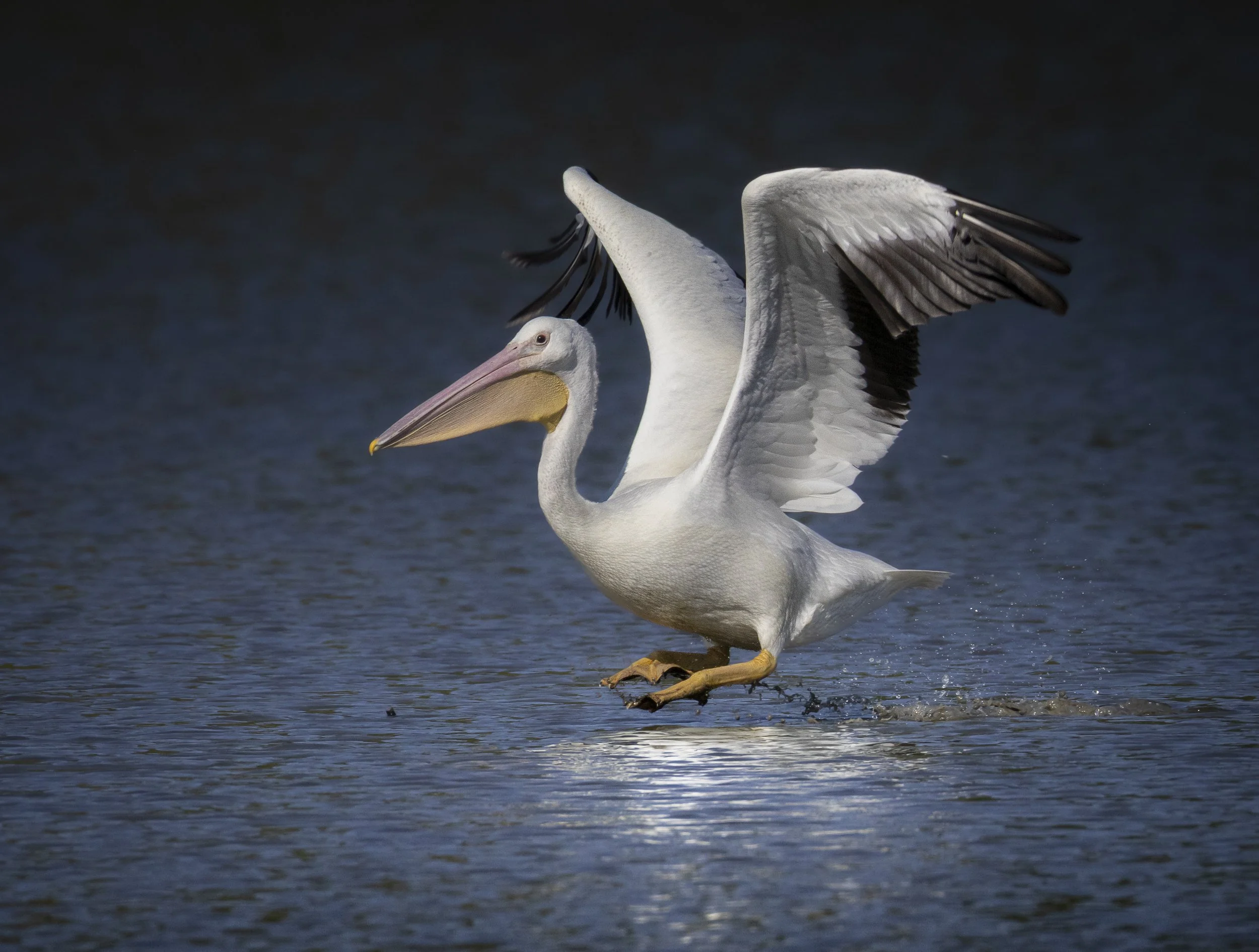 Website - American White Pelican - Pelican Takeoff.jpg