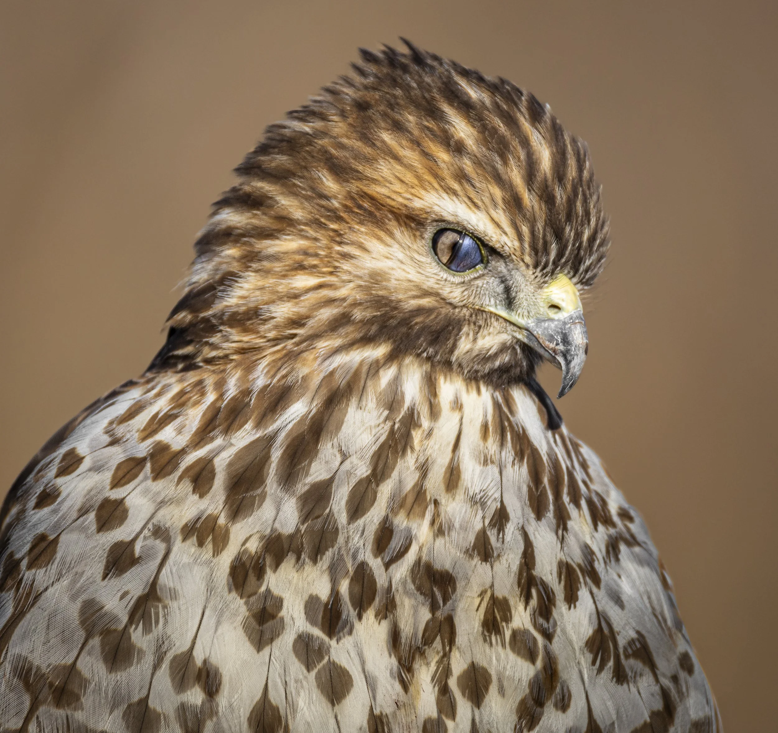 Website - Red Tailed Hawk-1.jpg