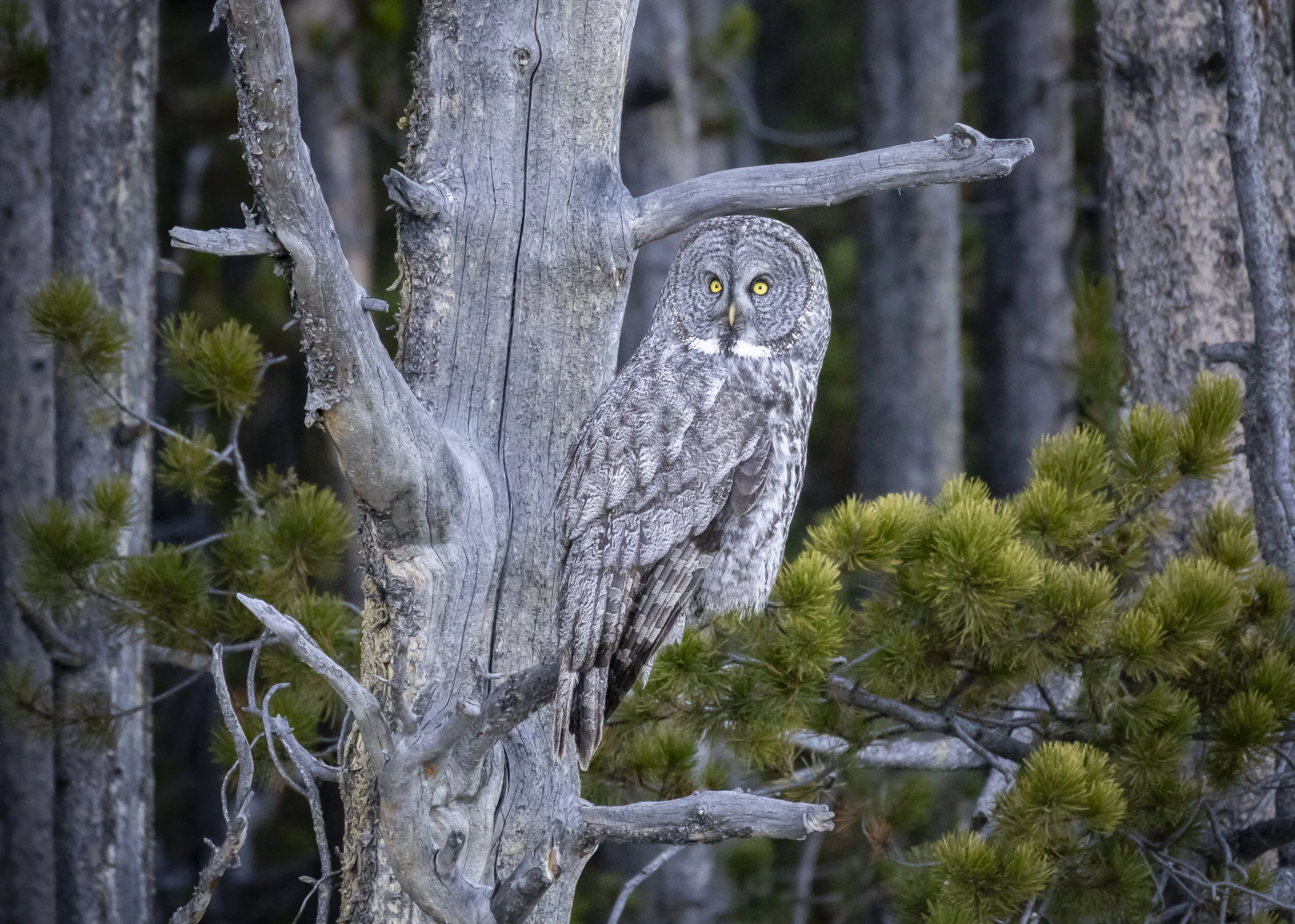 Website - Great Grey Owl - On the Hunt.jpg
