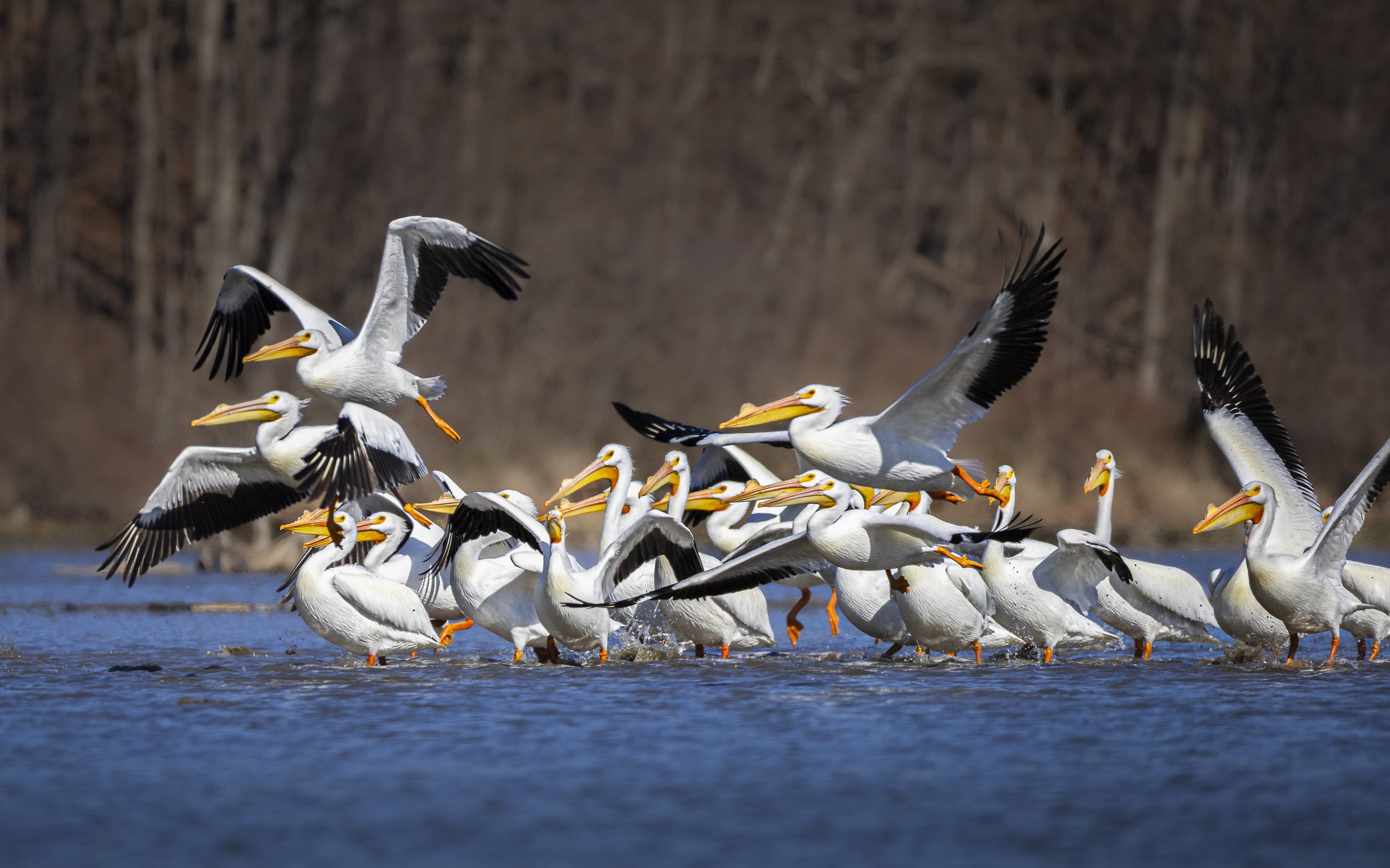 American White Pelicans - Airport Traffic.jpg