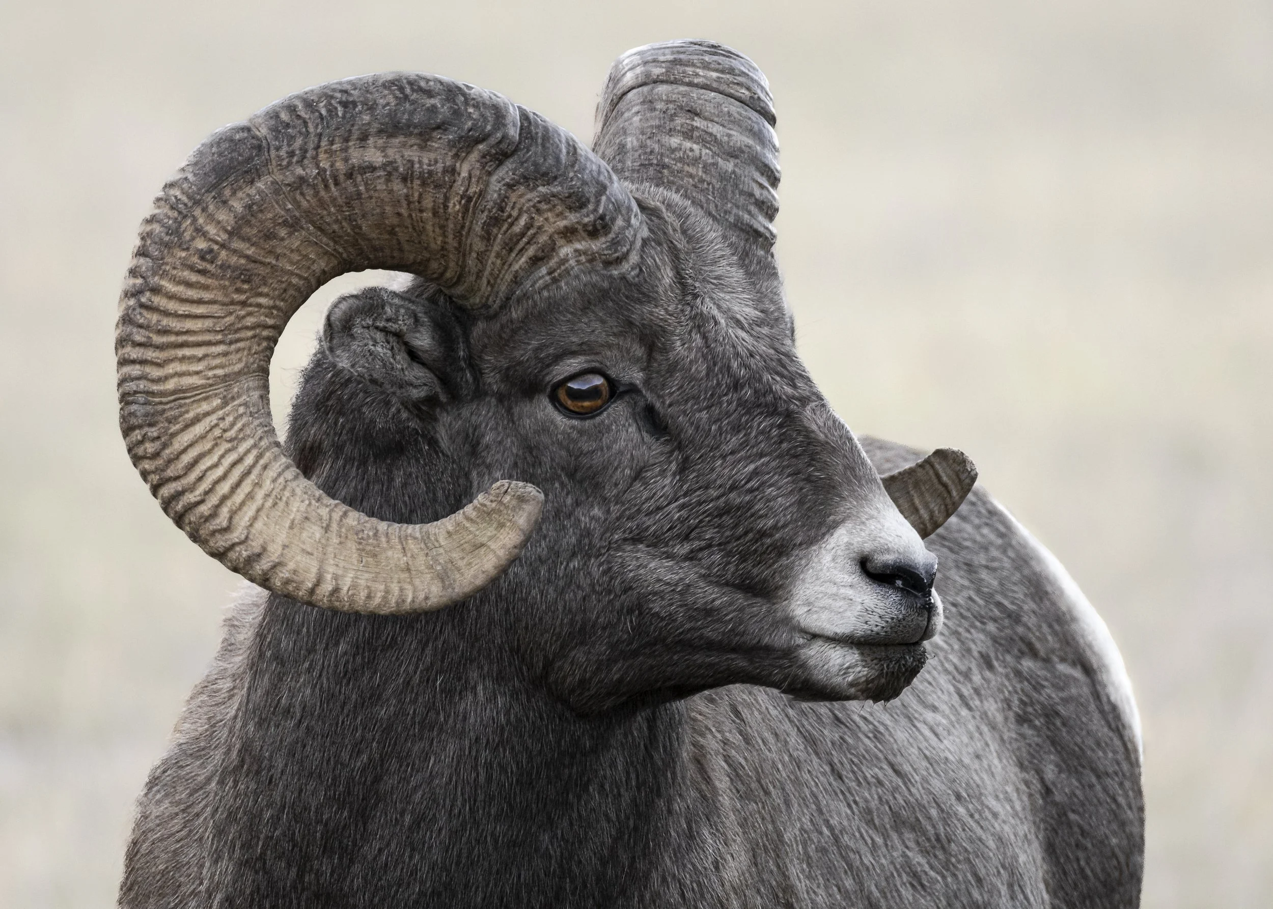 Website - Bighorn Sheep - Valley Ram.jpg