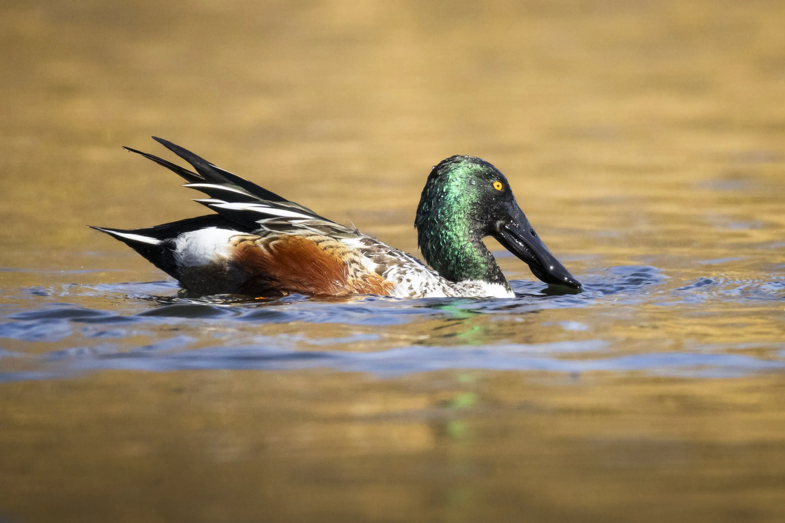 Website - Northern Shoveler - Northern Shoveler.jpg