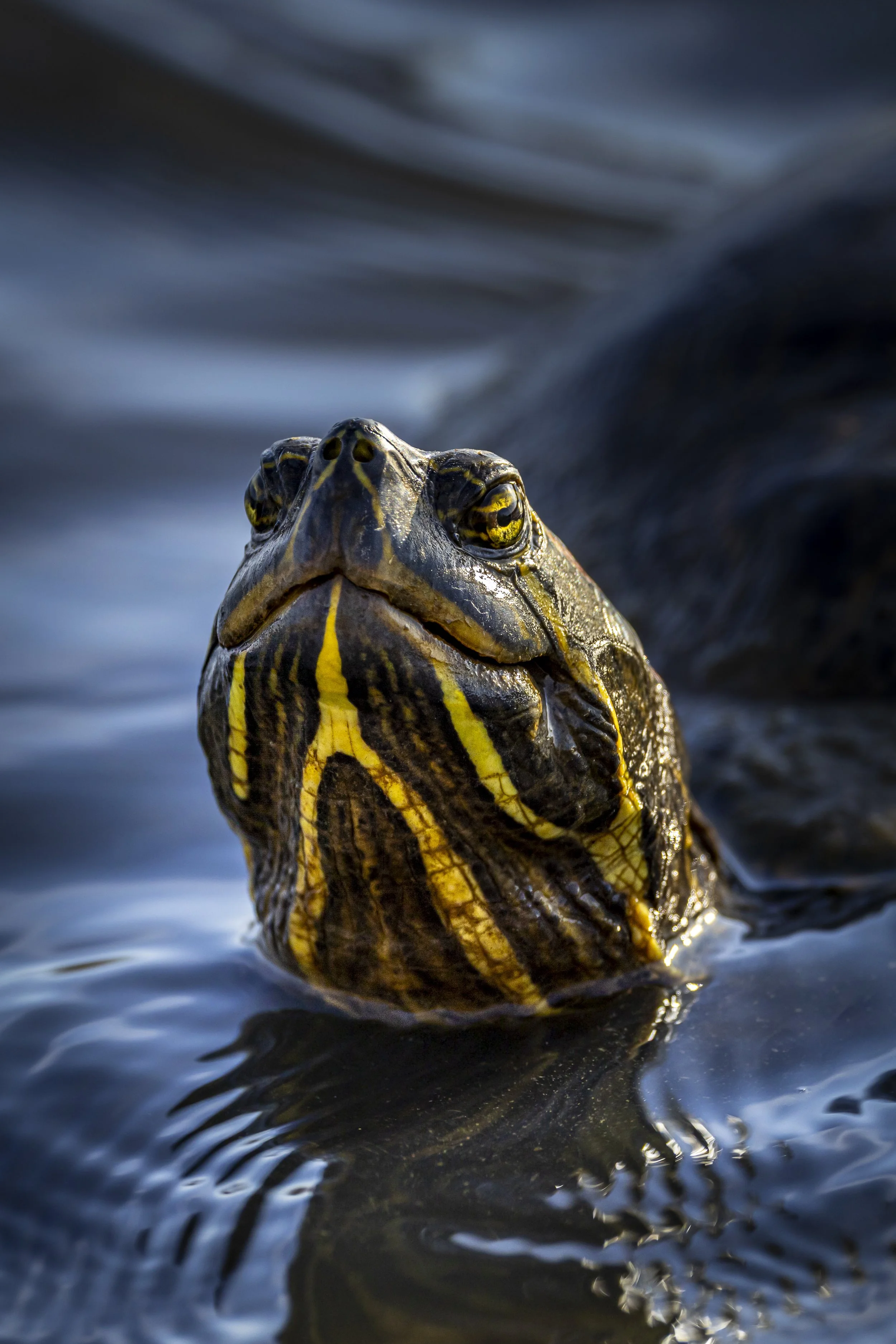 Website - Painted Turtle.jpg