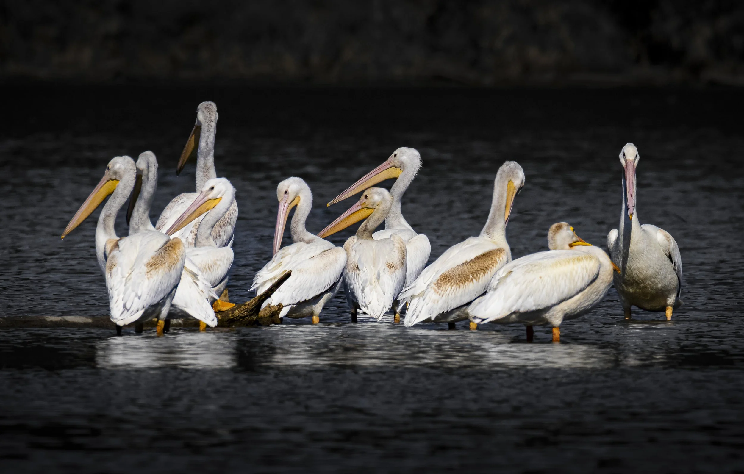 Website - American White Pelicans - Pelican Hangout.jpg
