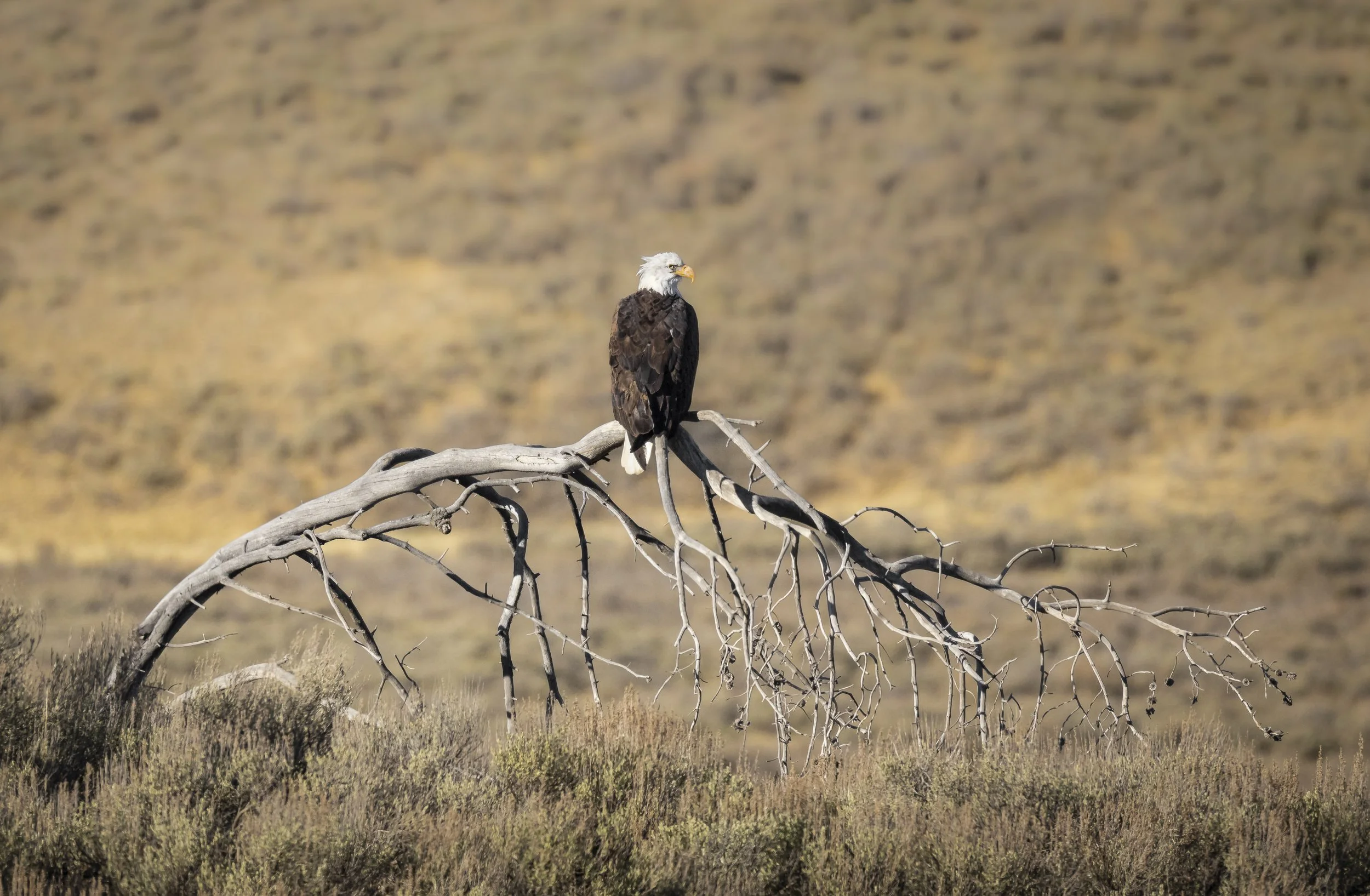 Website - Bald Eagle - Broken Lookout.jpg