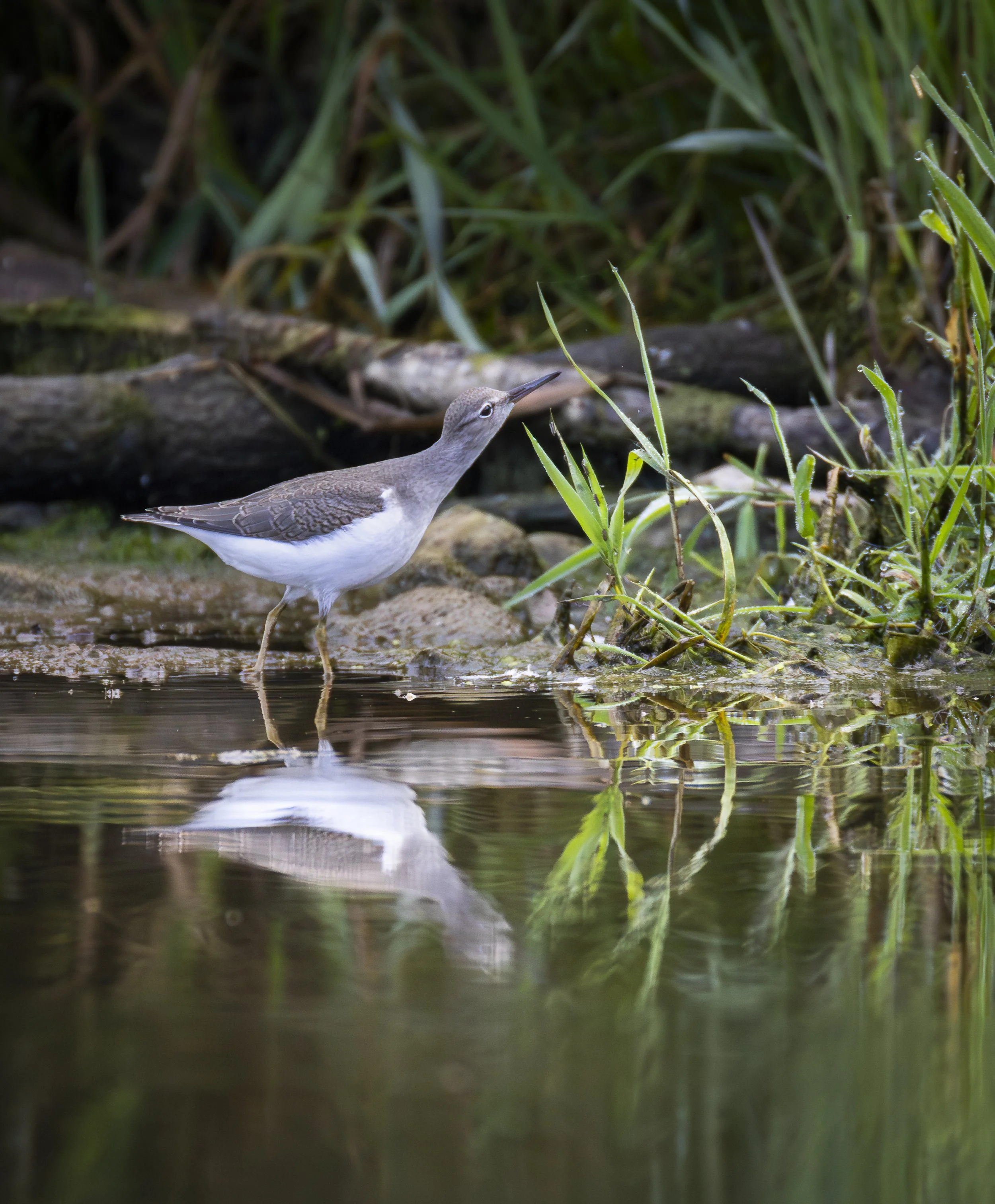 Website - Solitary Sandpiper - A Little Bit Curious.jpg
