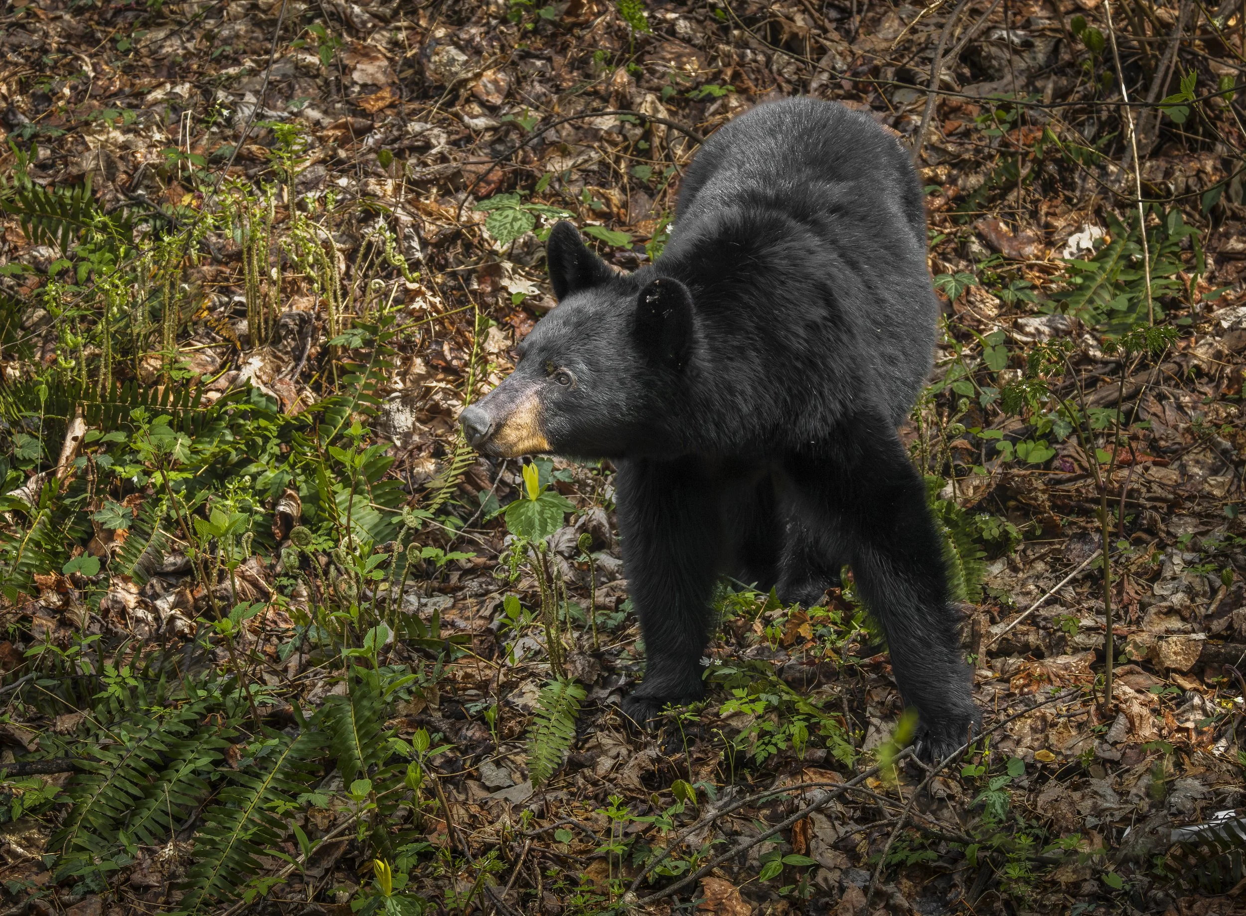 Website - Black Bear.jpg