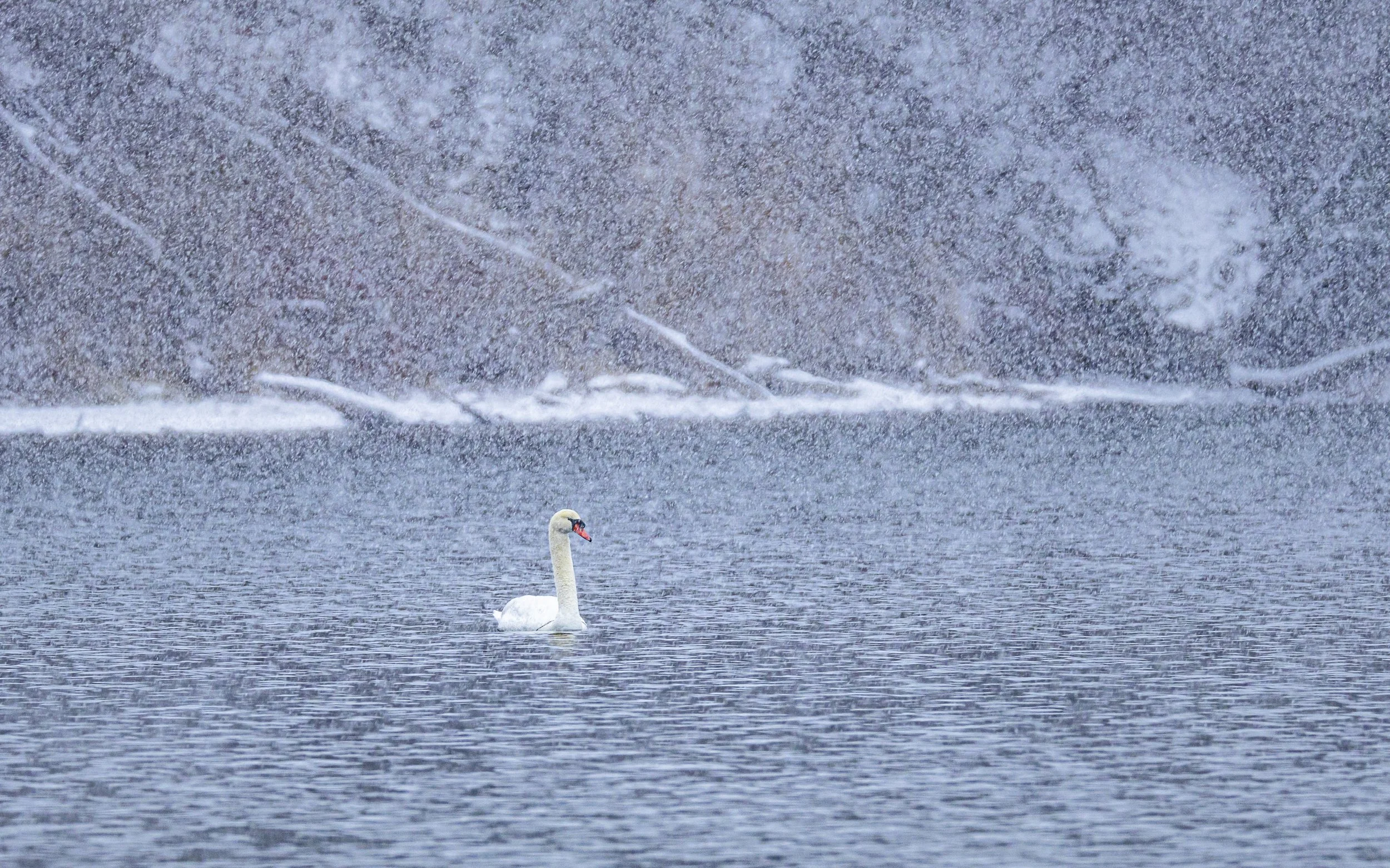 Website - Mute Swan - Winter Paradise.jpg