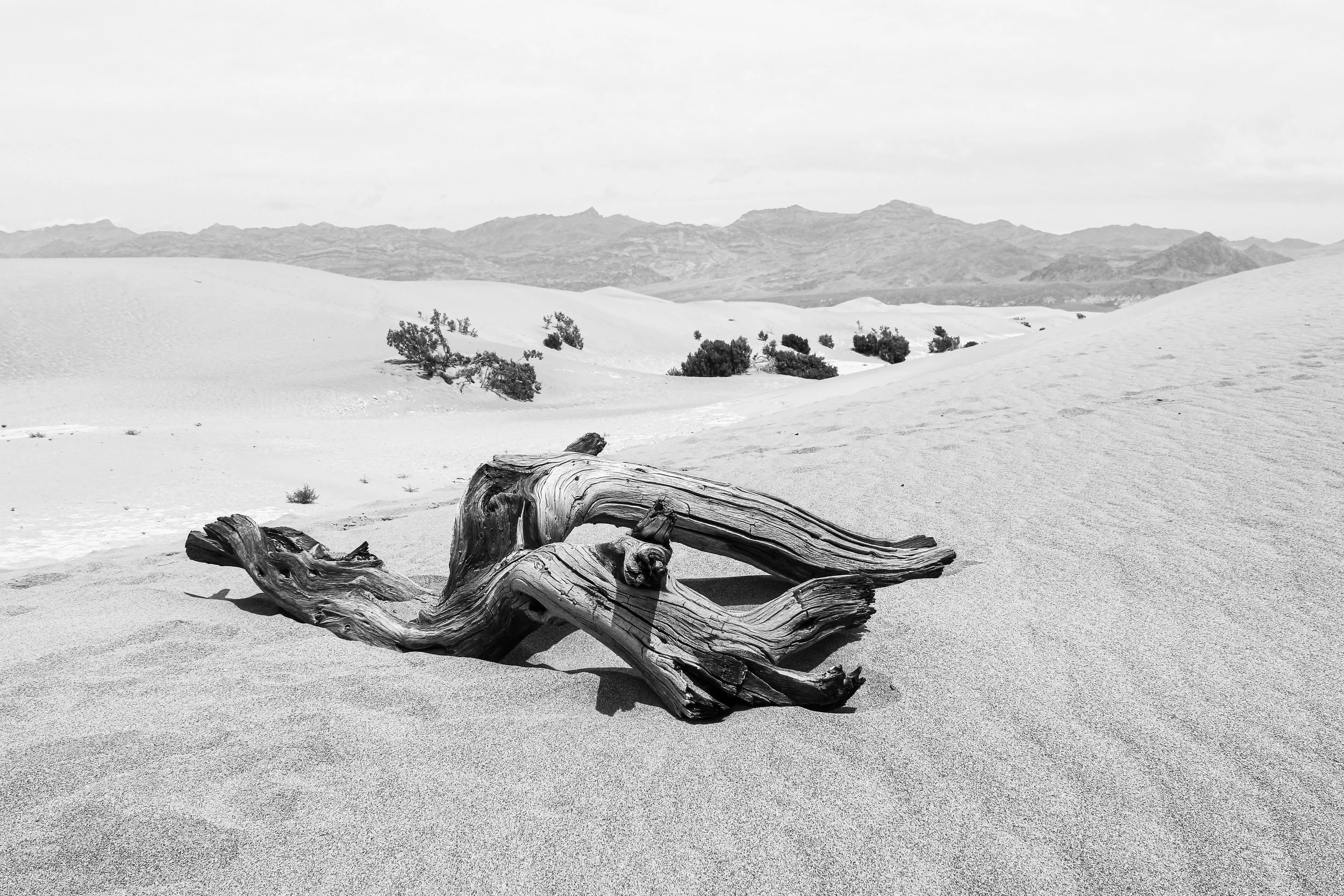 Landscape - Death Valley Driftwood.jpg