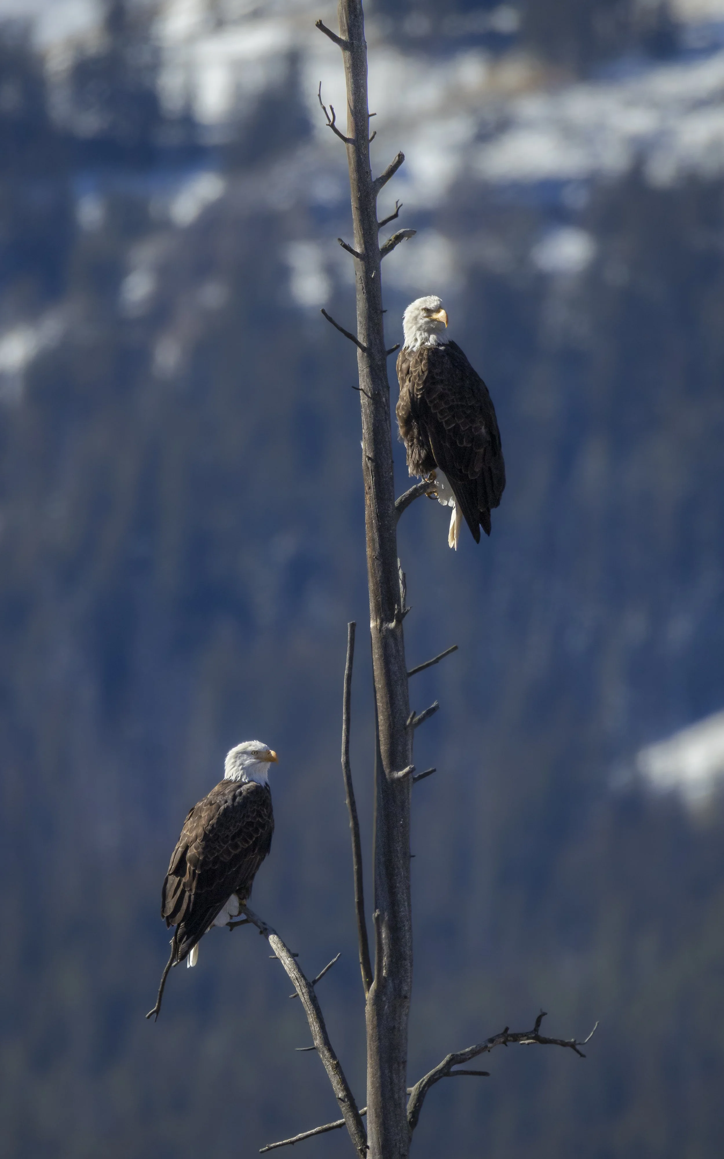 Website - Bald Eagles - Watching the Children.jpg
