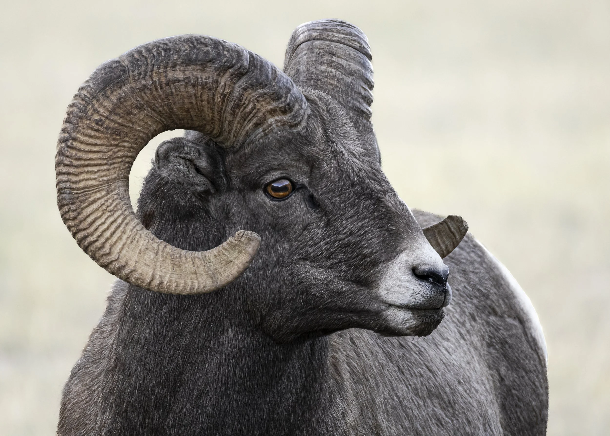 Website - Valley Ram (Color).jpg