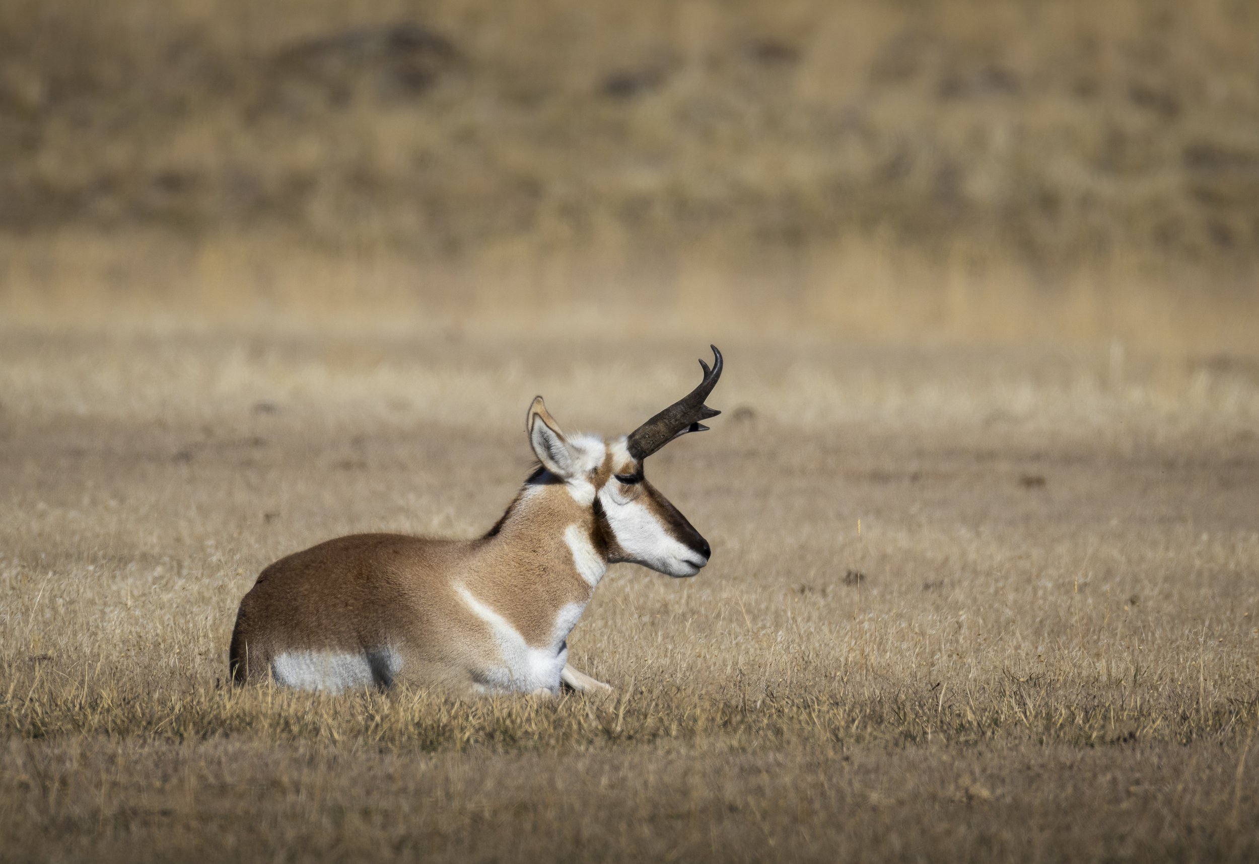 Website - Pronghorn Nap Time.jpg