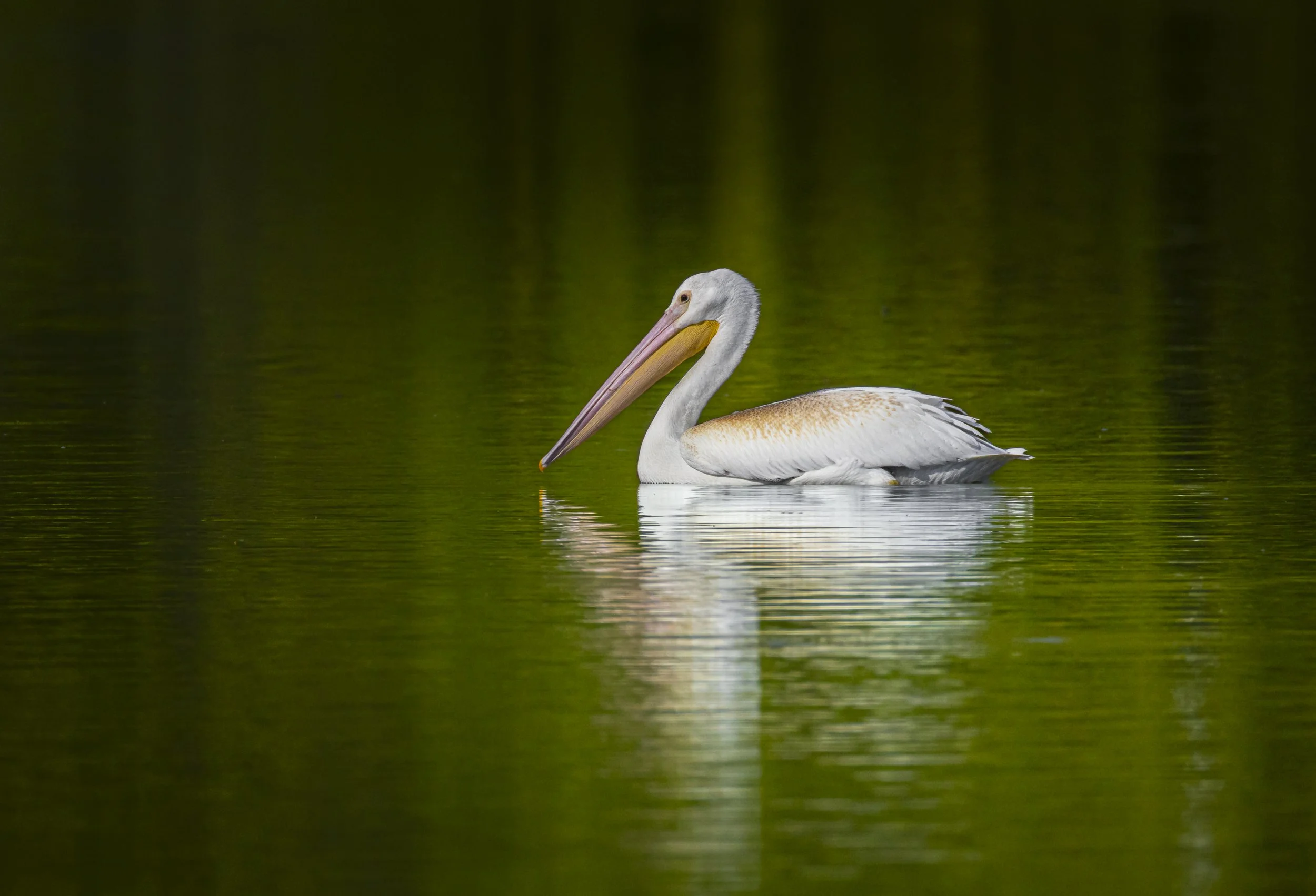 Website - American White Pelican - Sea of Emerald.jpg