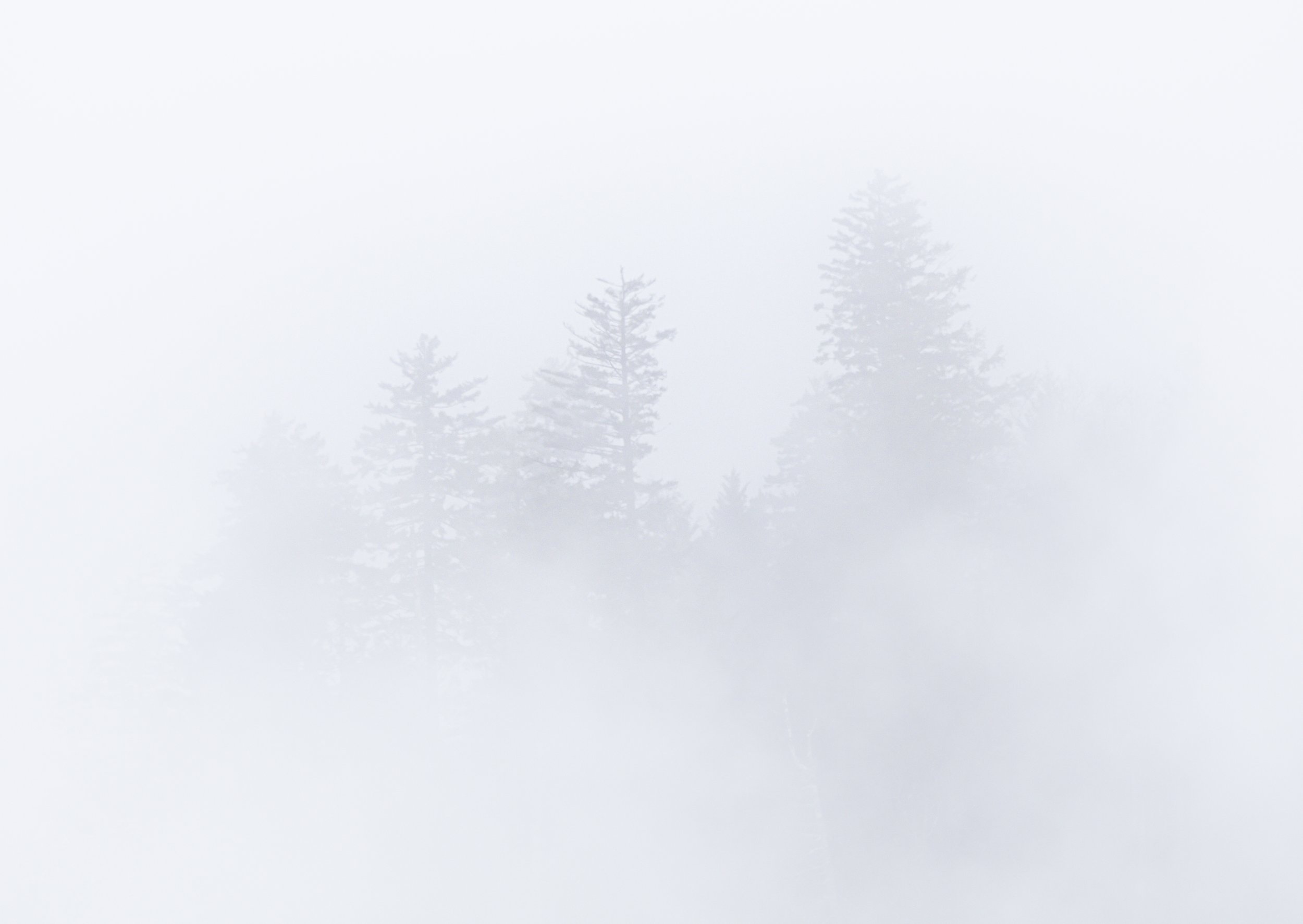 Website - Landscape - Glimmer of Life.jpg