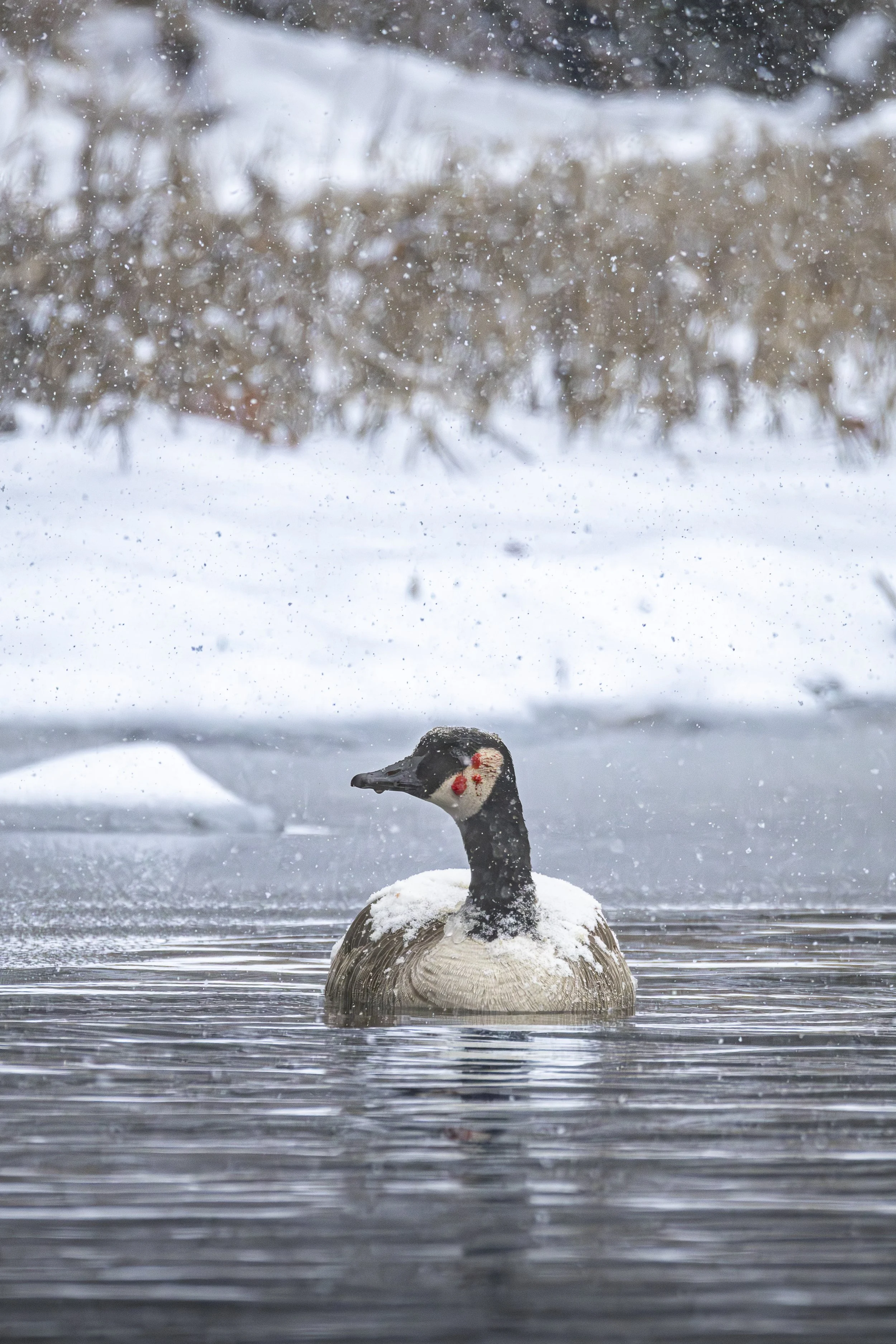 Website - Cackling Goose.jpg